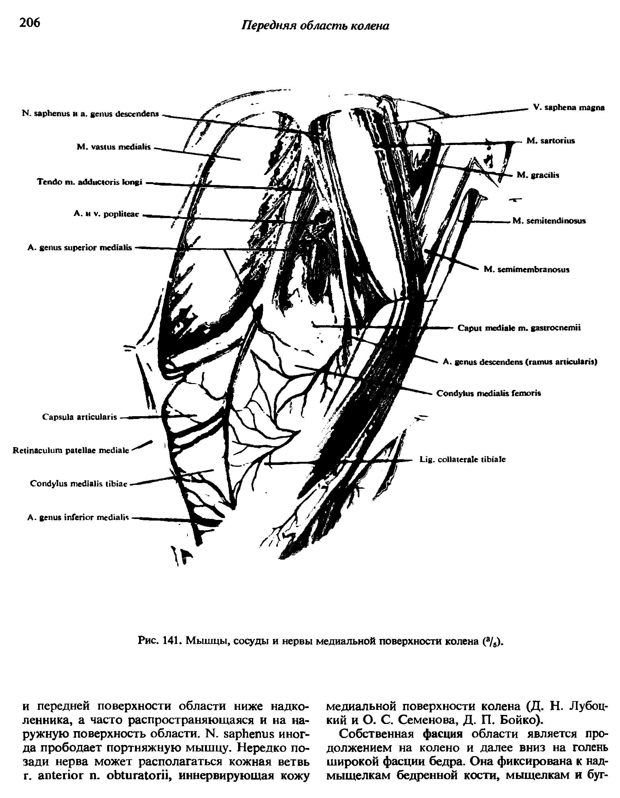 Рис. 141. Мышцы, сосуды и нервы медиальной поверхности колена (а/5).