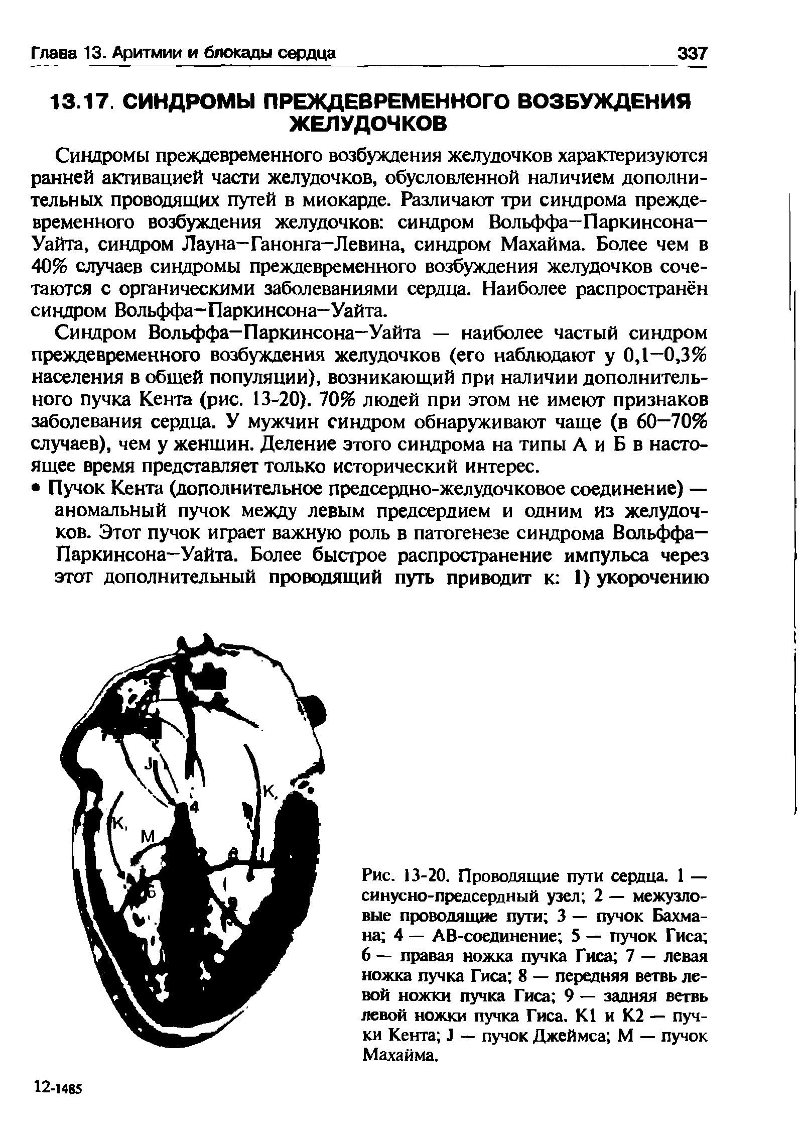 Рис. 13-20. Проводящие пути сердца. 1 — синусно-предсердный узел 2 — межузловые проводящие пути 3 — пучок Бахмана 4 — АВ-соединение 5 — пучок Гиса 6 — правая ножка пучка Гиса 7 — левая ножка пучка Гиса 8 — передняя ветвь левой ножки пучка Гиса 9 — задняя ветвь левой ножки пучка Гиса. К1 и К2 — пучки Кента Л — пучок Джеймса М — пучок Махайма.