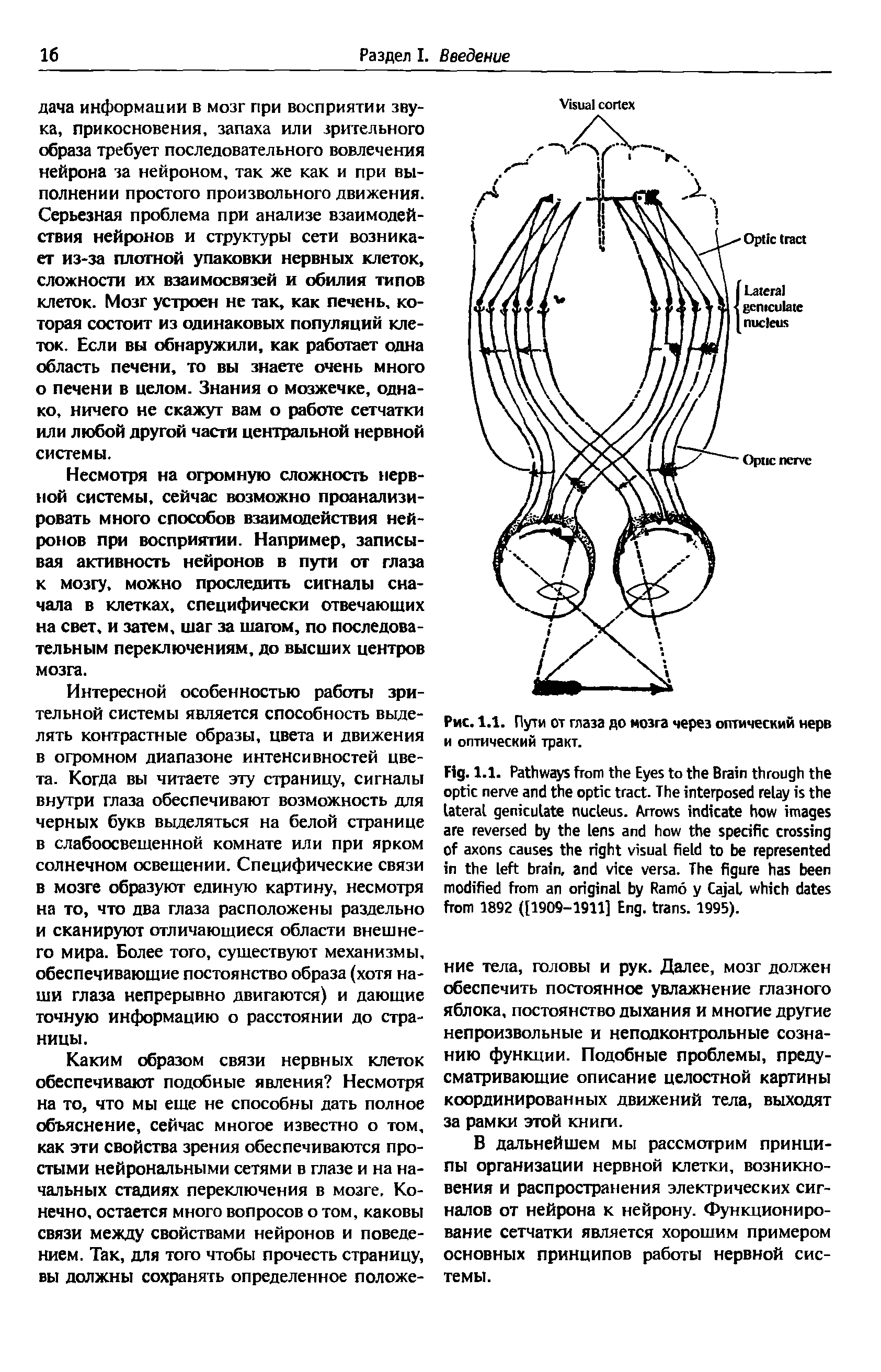 Рис. 1.1. Пути от глаза до мозга через оптический нерв и оптический тракт.