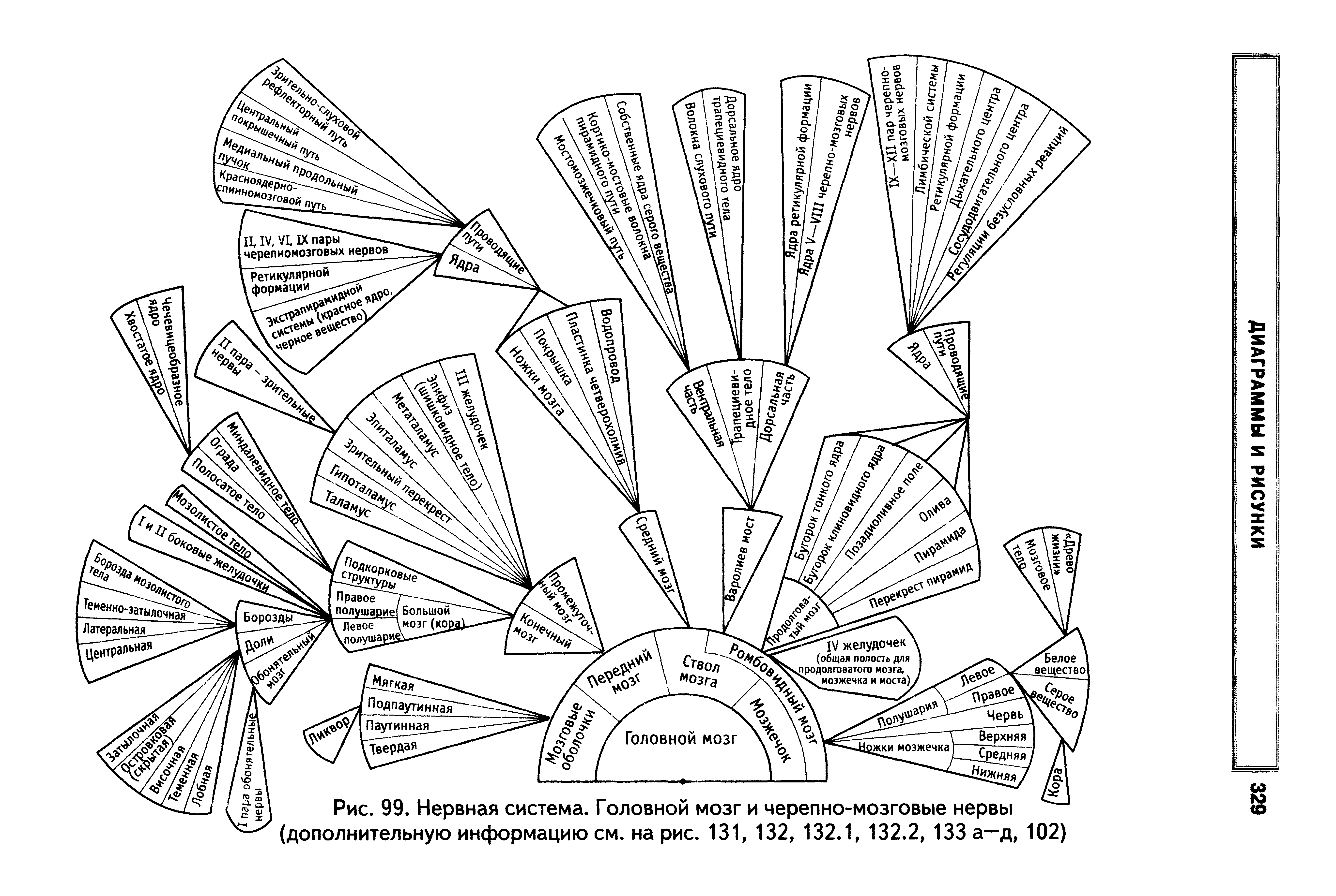 Рис. 99. Нервная система. Головной мозг и черепно-мозговые нервы (дополнительную информацию см. на рис. 131, 132, 132.1, 132.2, 133 а—д, 102)...