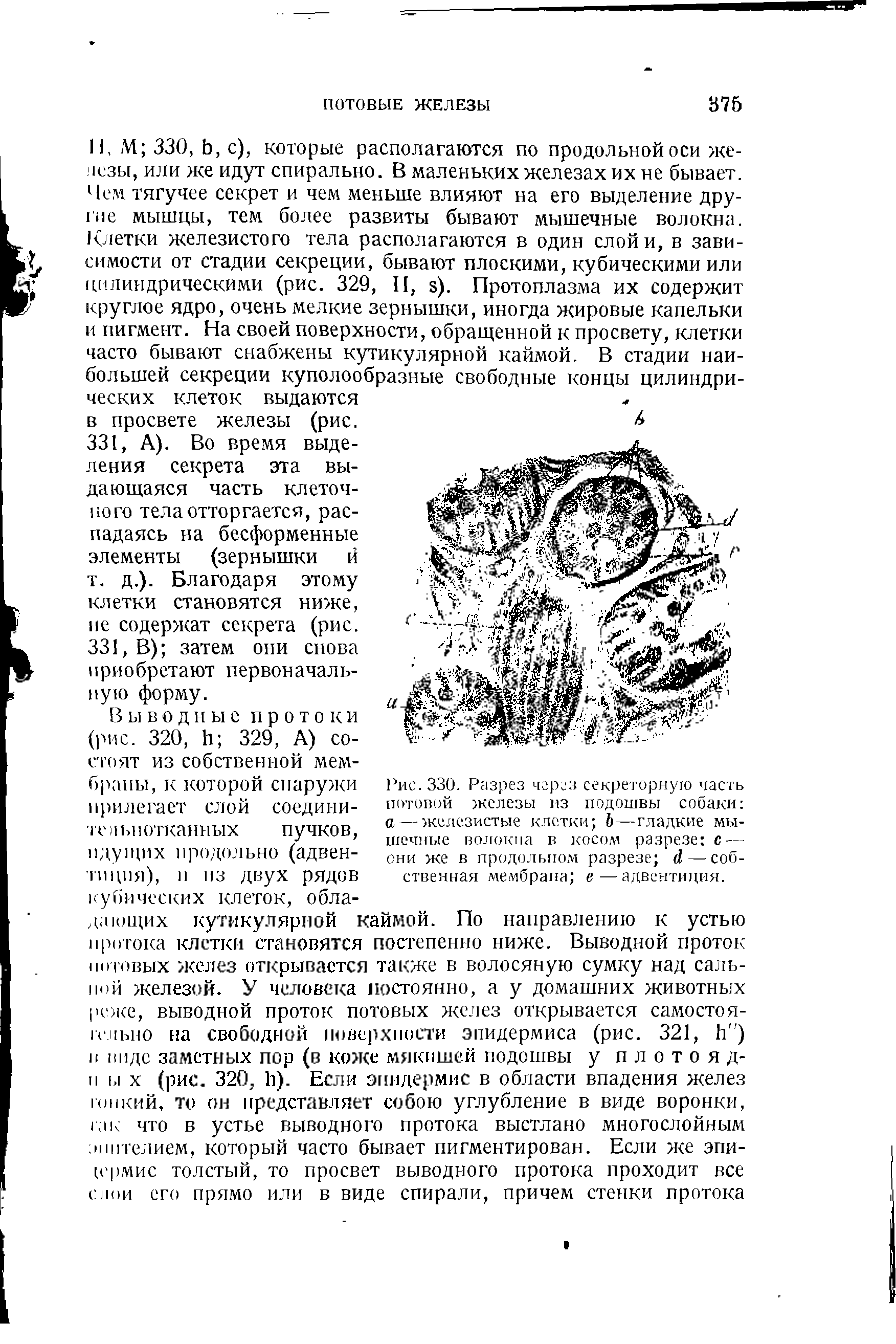 Рис. 330. Разрез через секреторную часть потовой железы из подошвы собаки а — железистые клетки 6—гладкие мышечные волокна в косом разрезе с — они же в продольном разрезе <1 — собственная мембрана е—адвснтиция.