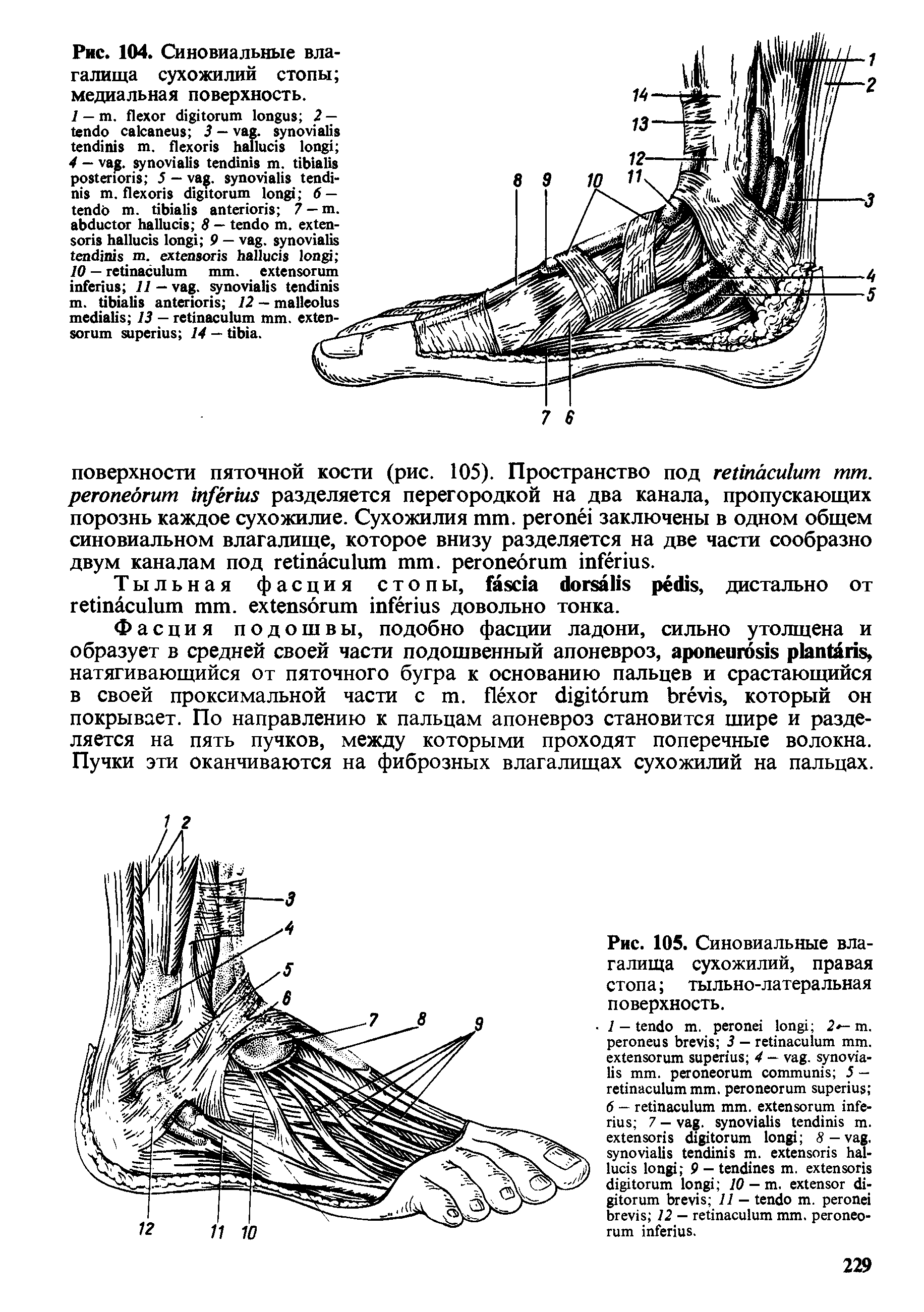 Рис. 104. Синовиальные влагалища сухожилий стопы медиальная поверхность.