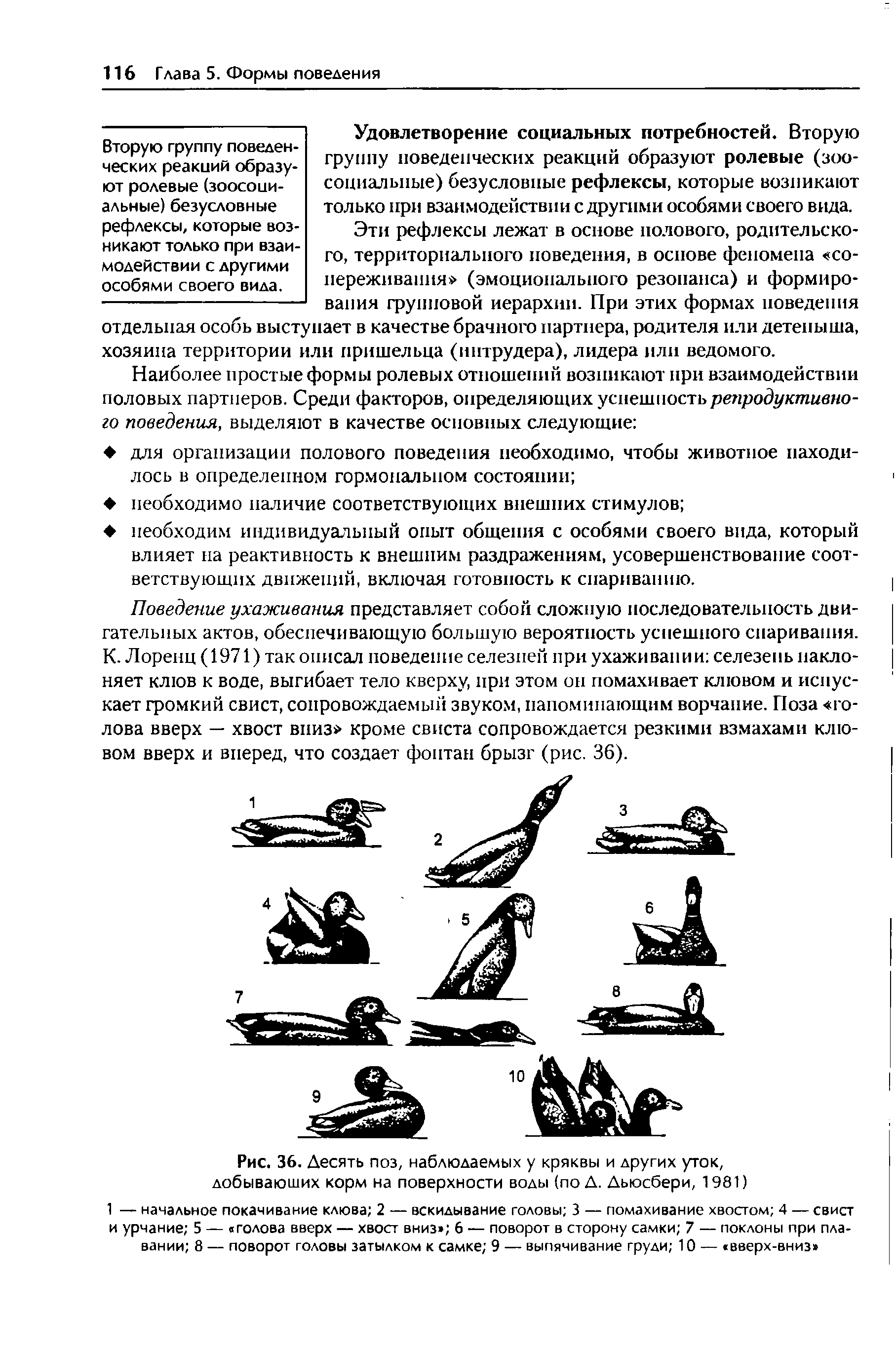 Рис. 36. Десять поз, наблюдаемых у кряквы и других уток, добывающих корм на поверхности воды (по Д. Дьюсбери, 1981)...