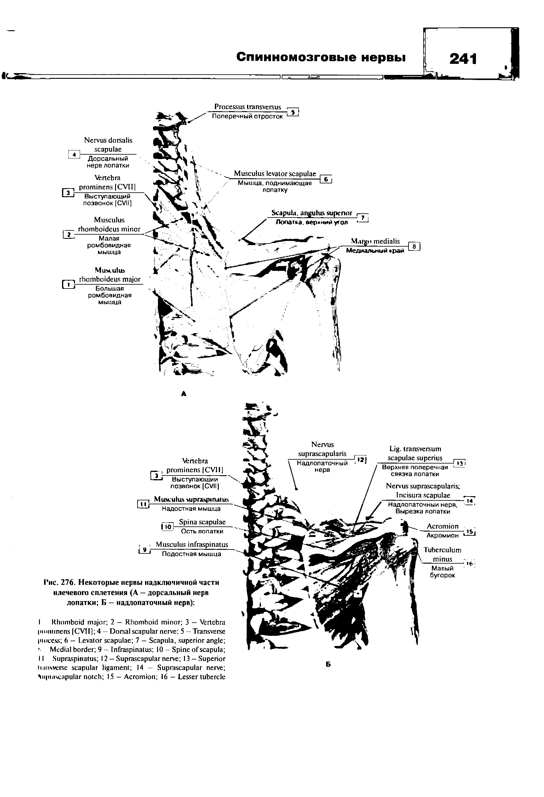 Рис. 276. Некоторые нервы надключичной части плечевого сплетения (А — дорсальный нерв лопатки Б — надлопаточный нерв) ...