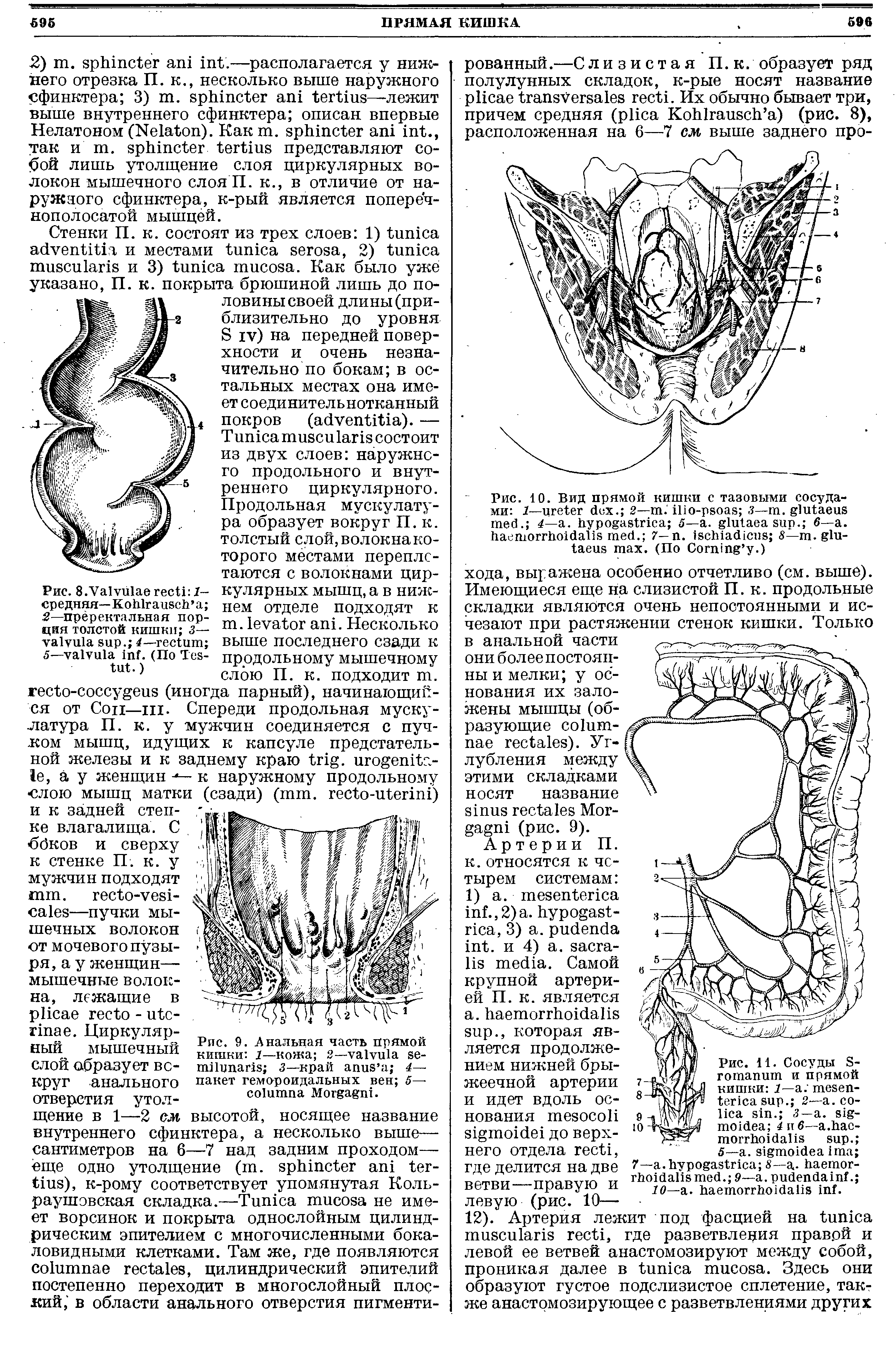 Рис. 9. Анальная часть прямой кишки 1—кожа 2— 3—край 4— пакет гемороидальных вен 5— M .