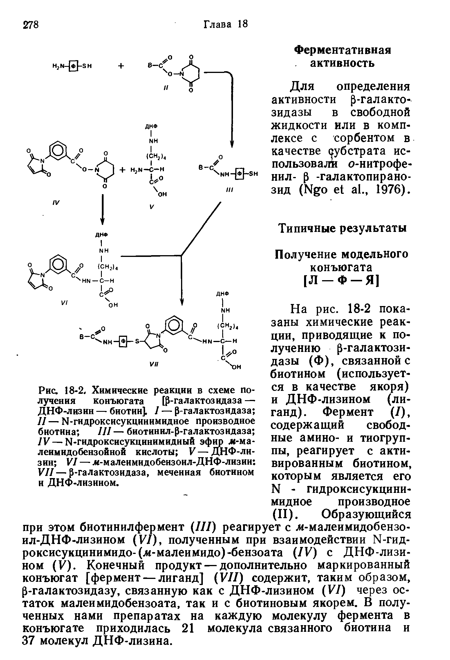 Рис. 18-2. Химические реакции в схеме получения конъюгата [р-галактозидаза — ДНФ-лизин — биотин]. I — р-галактозидаза II — Ы-гидроксисукцинимидное производное биотина III — биотинил-р-галактозидаза IV—И-гидроксисукцинимидный эфир ж-ма-леимидобензойной кислоты V — ДНФ-лизин VI — ж-малеимидобензоил-ДНФ-лизин VII—р-галактозидаза, меченная биотином и ДНФ-лизином.