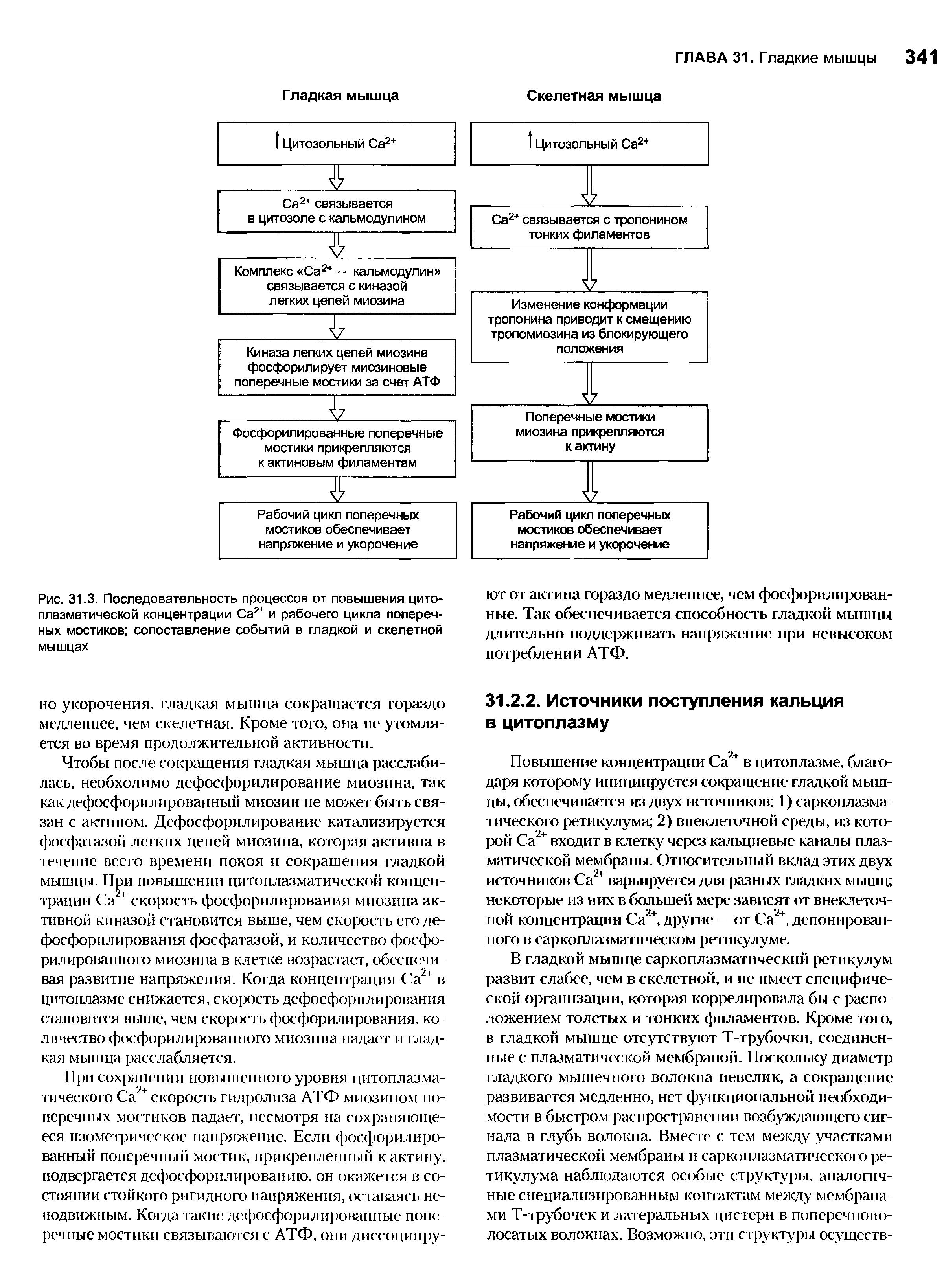 Рис. 31.3. Последовательность процессов от повышения цитоплазматической концентрации Са2+ и рабочего цикла поперечных мостиков сопоставление событий в гладкой и скелетной мышцах...