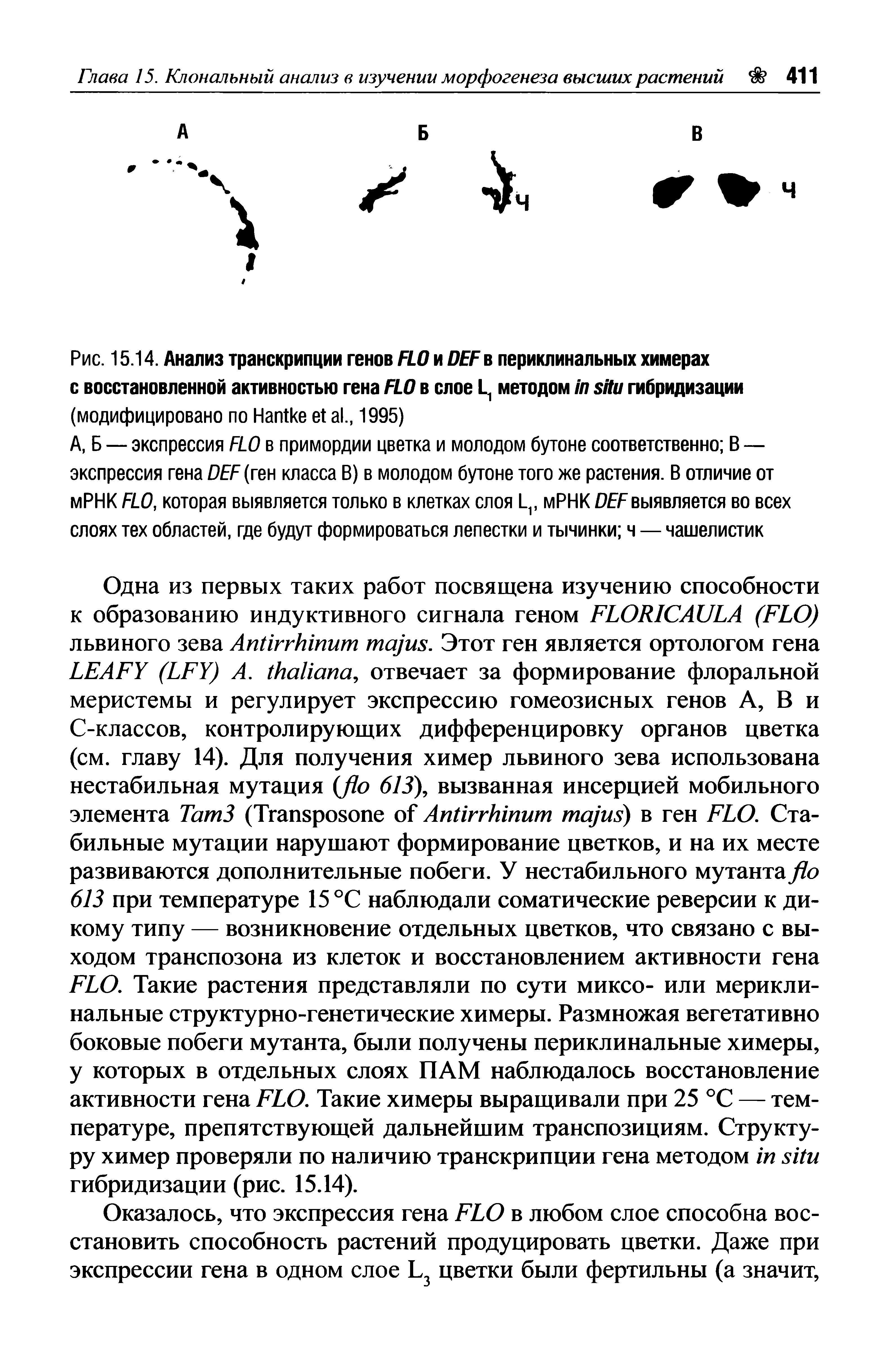 Рис. 15.14. Анализ транскрипции генов FLO и DEF периклинальных химерах с восстановленной активностью гена FLO в слое L1 методом гибридизации (модифицировано по H ., 1995)...