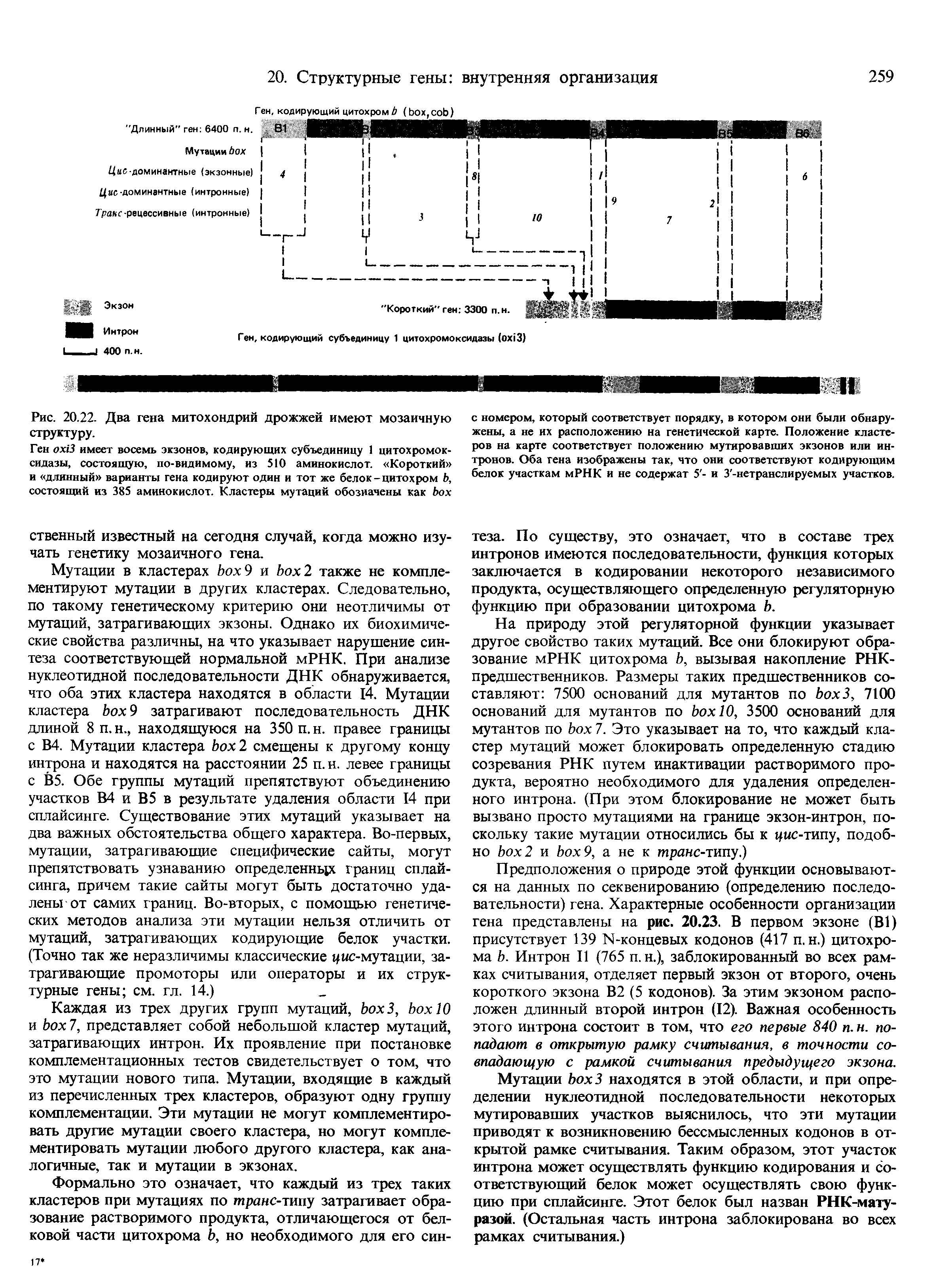 Рис. 20.22. Два гена митохондрий дрожжей имеют мозаичную структуру.