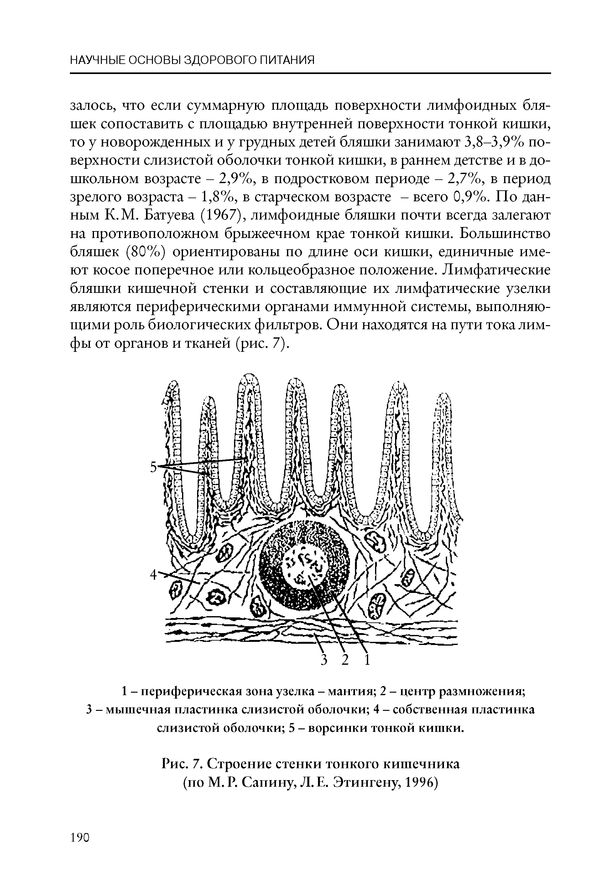 Рис. 7. Строение стенки тонкого кишечника (по М. Р. Сапину, Л. Е. Этингену, 1996)...