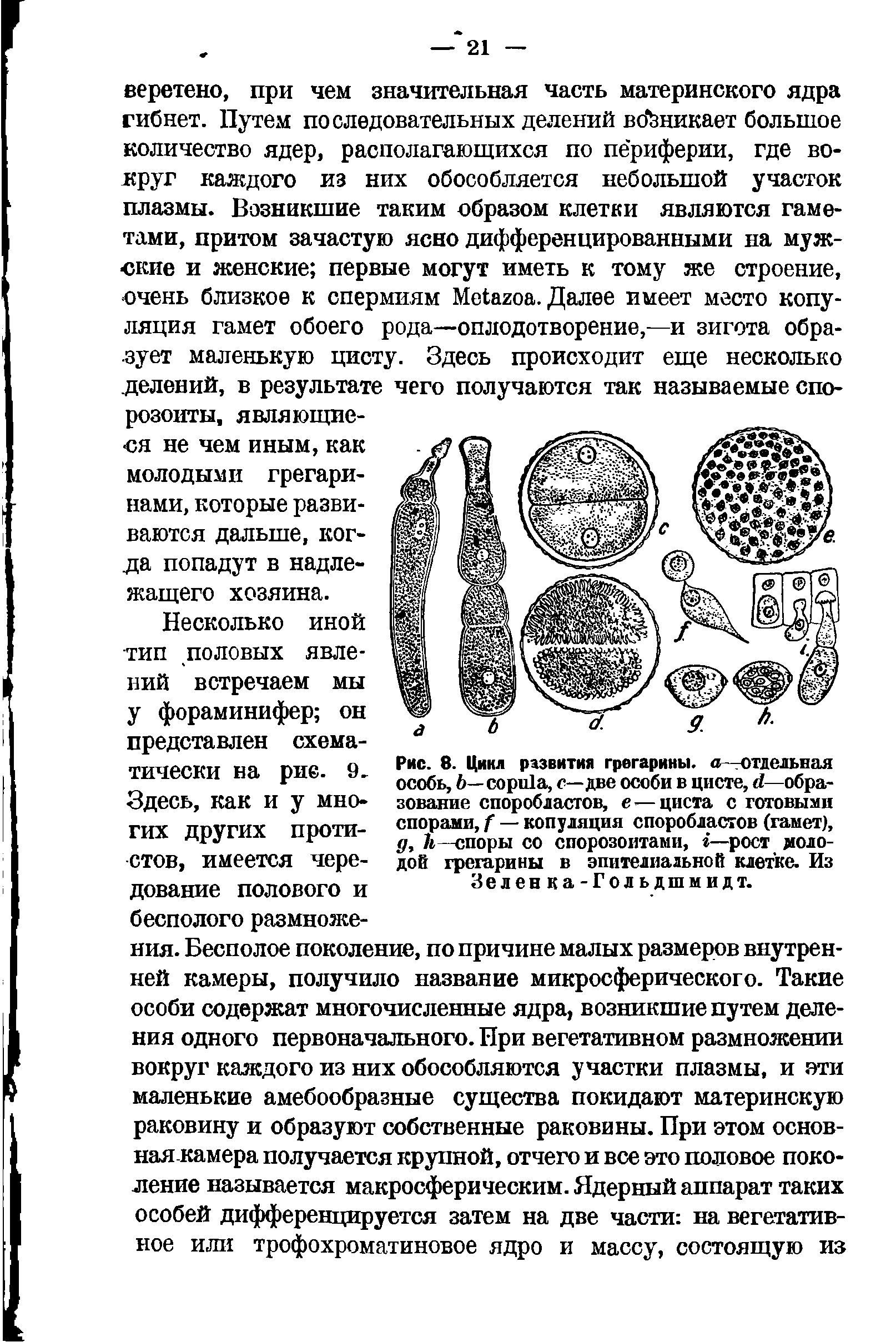 Рис. 8. Цикл развития грегарины. а-отдельная особь, — , с—две особи в цисте, —образование споробластов, е — циста с готовыми спорами, — копуляция споробластов (гамет), д, —споры со спорозоитами, г—рост молодой грегарины в эпителиальной клетке. Из Зеленка- Гольдшмидт.