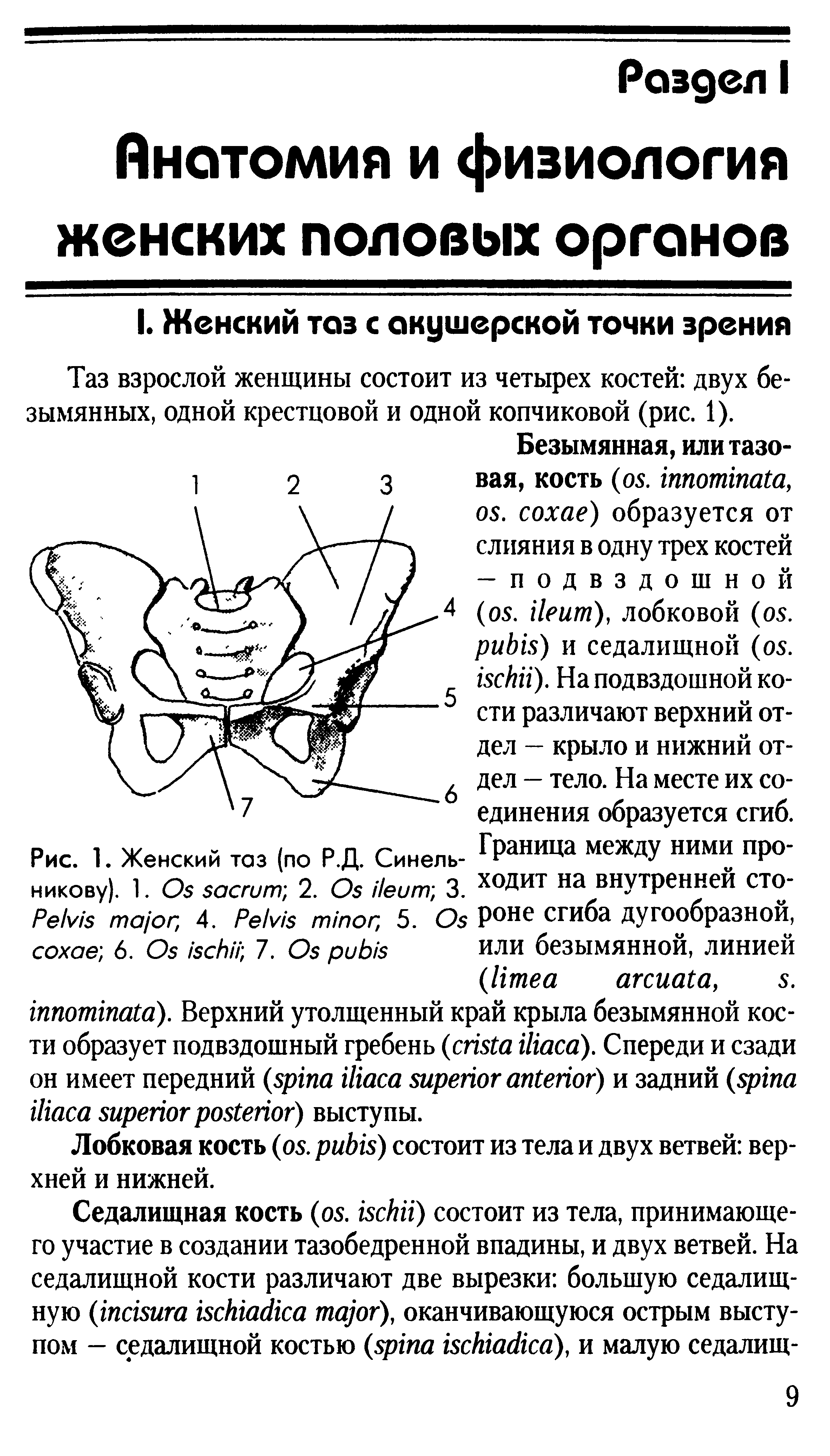 Рис. 1. Женский таз (по Р.Д. Синель- ГРаНИЦа меЖДУ НИМИ ПР° никову). 1. O 2. O 3. ходит на внутренней сто-P , 4. P , 5. O Роне сгиба дугообразной, 6. O 7. O или безымянной, линией...