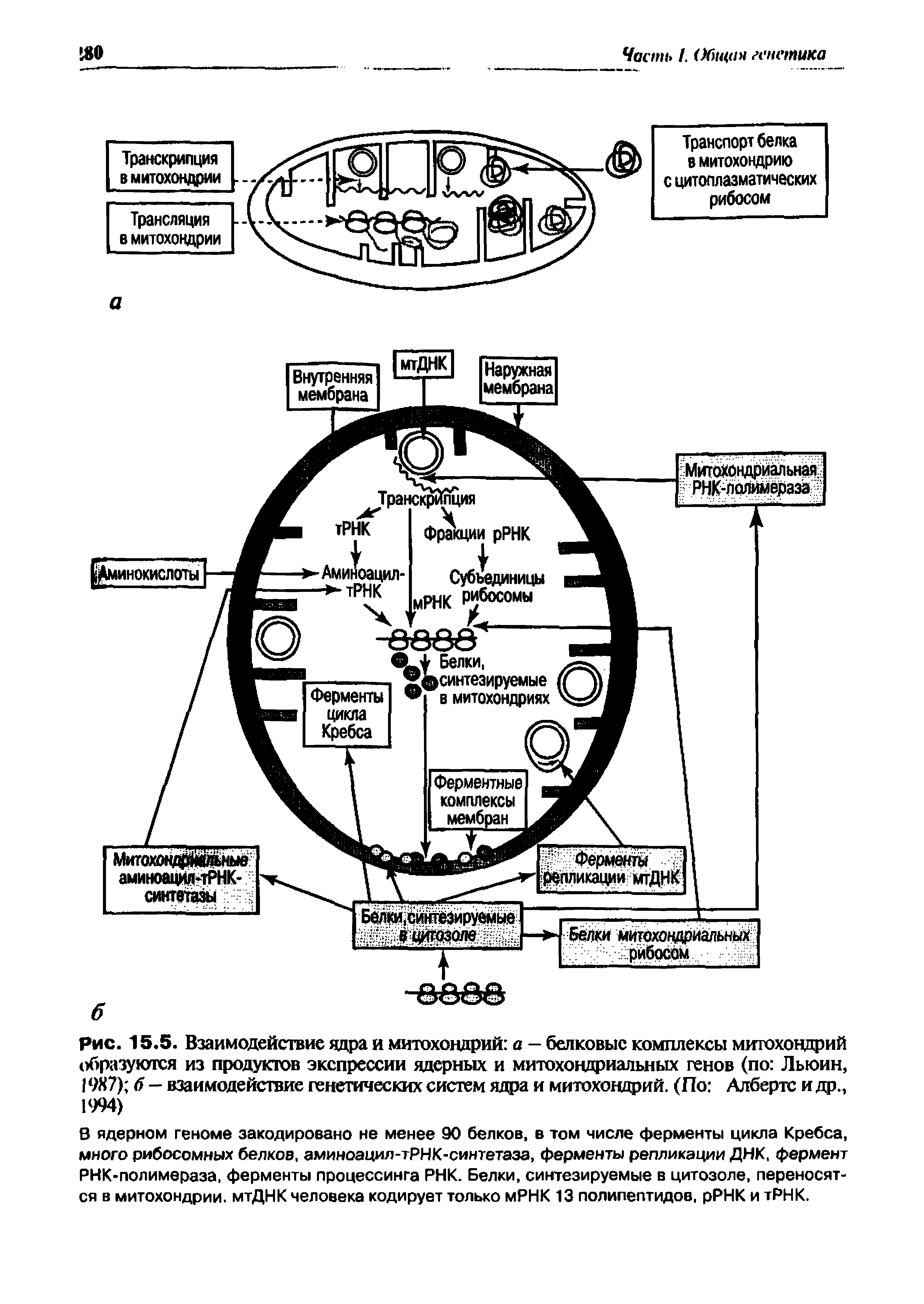 Рис. 15.5. Взаимодействие ядра и митохондрий а — белковые комплексы митохондрий образуются из продуктов экспрессии ядерных и митохондриальных генов (по Льюин, 1987) б — взаимодействие генетических систем ядра и митохондрий. (По Албертс и др., 1994)...