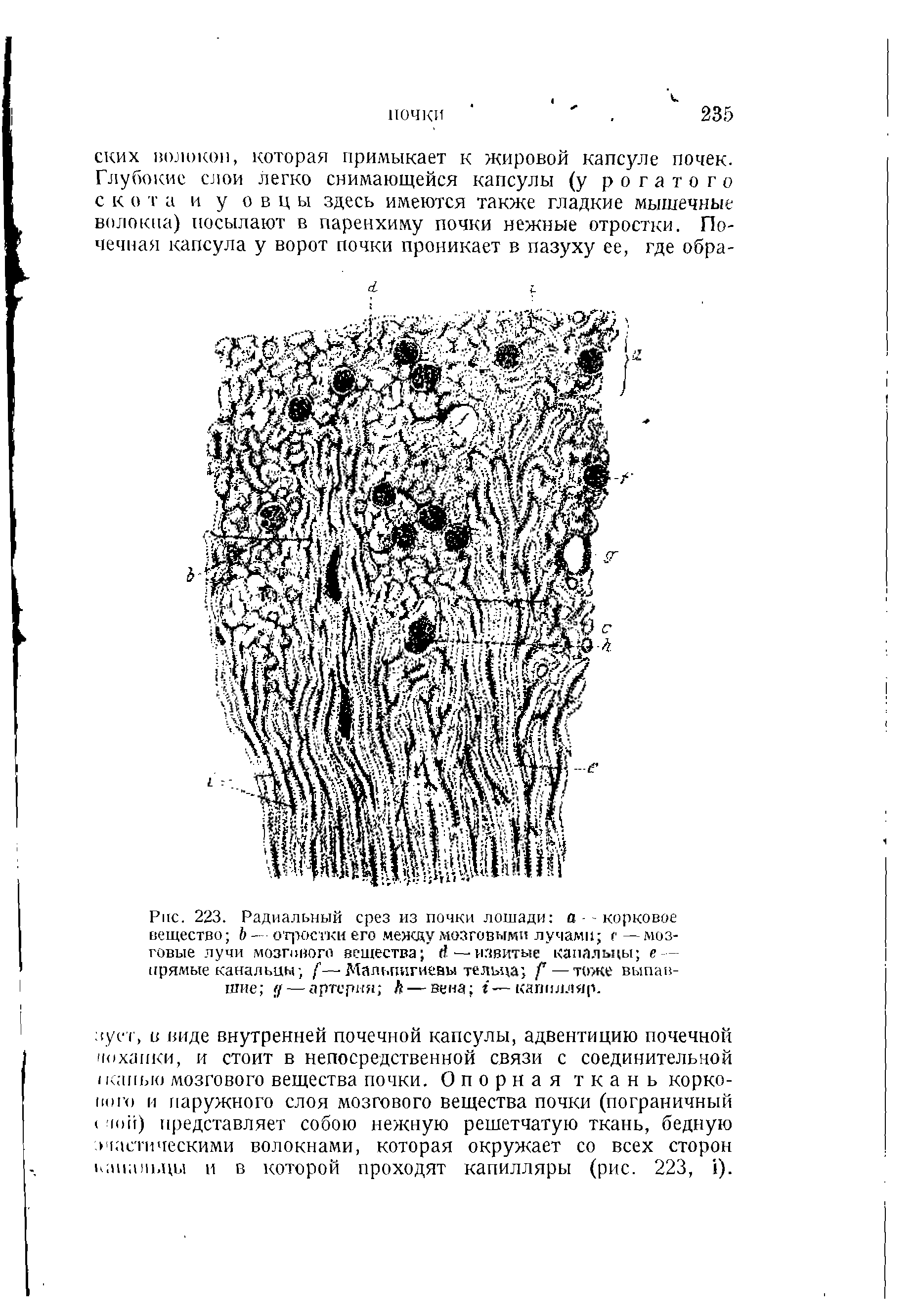 Рис. 223. Радиальный срез из почки лошади а - корковое вещество Ь - -отростки его между мозговыми лучами < —мозговые лучи мозгового вещества —извитые канальцы е — прямые канальцы / —Мальпигиевы тельца Р—тоже выпавшие д— артерия Л — вена /-—капилляр.
