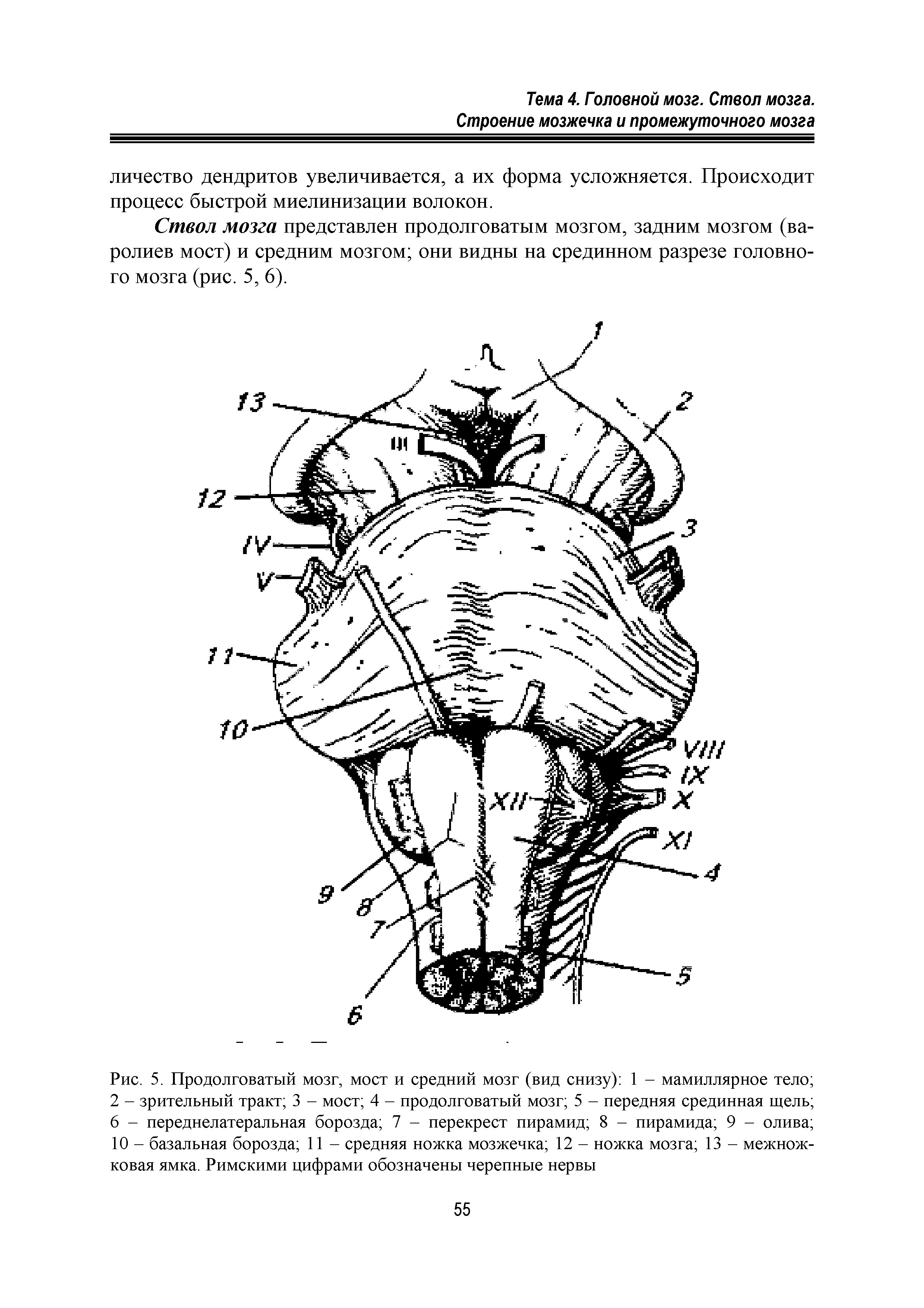Рис. 5. Продолговатый мозг, мост и средний мозг (вид снизу) 1 - мамиллярное тело 2 - зрительный тракт 3 - мост 4 - продолговатый мозг 5 - передняя срединная щель 6 - переднелатеральная борозда 7 - перекрест пирамид 8 - пирамида 9 - олива 10 - базальная борозда 11 - средняя ножка мозжечка 12 - ножка мозга 13 - межножковая ямка. Римскими цифрами обозначены черепные нервы...