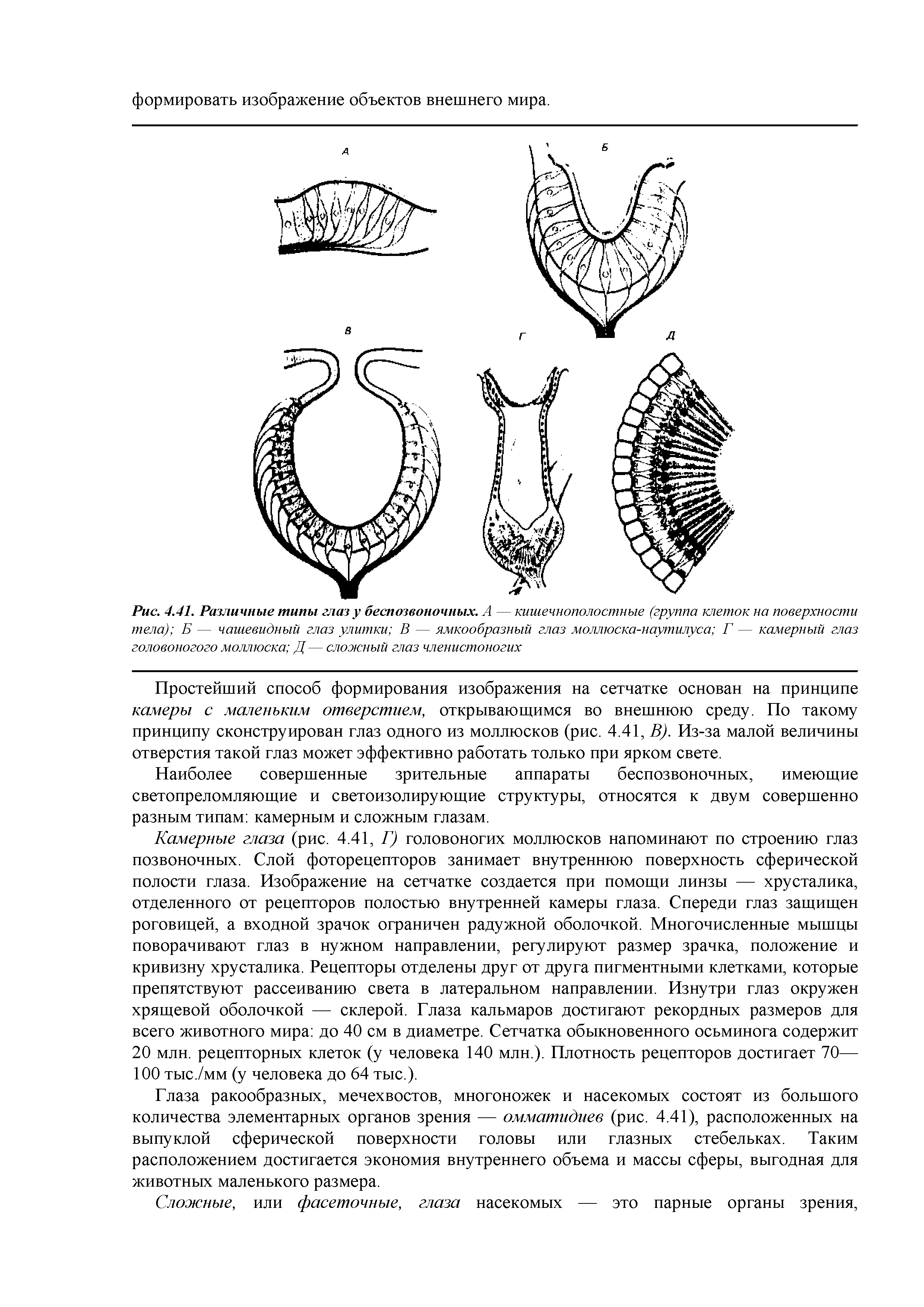 Рис. 4.41. Различные типы глазу беспозвоночных. А — кишечнополостные (группа клеток на поверхности тела) Б — чашевидный глаз улитки В — ямкообразный глаз моллюска-наутилуса Г — камерный глаз головоногого моллюска Д— сложный глаз членистоногих...