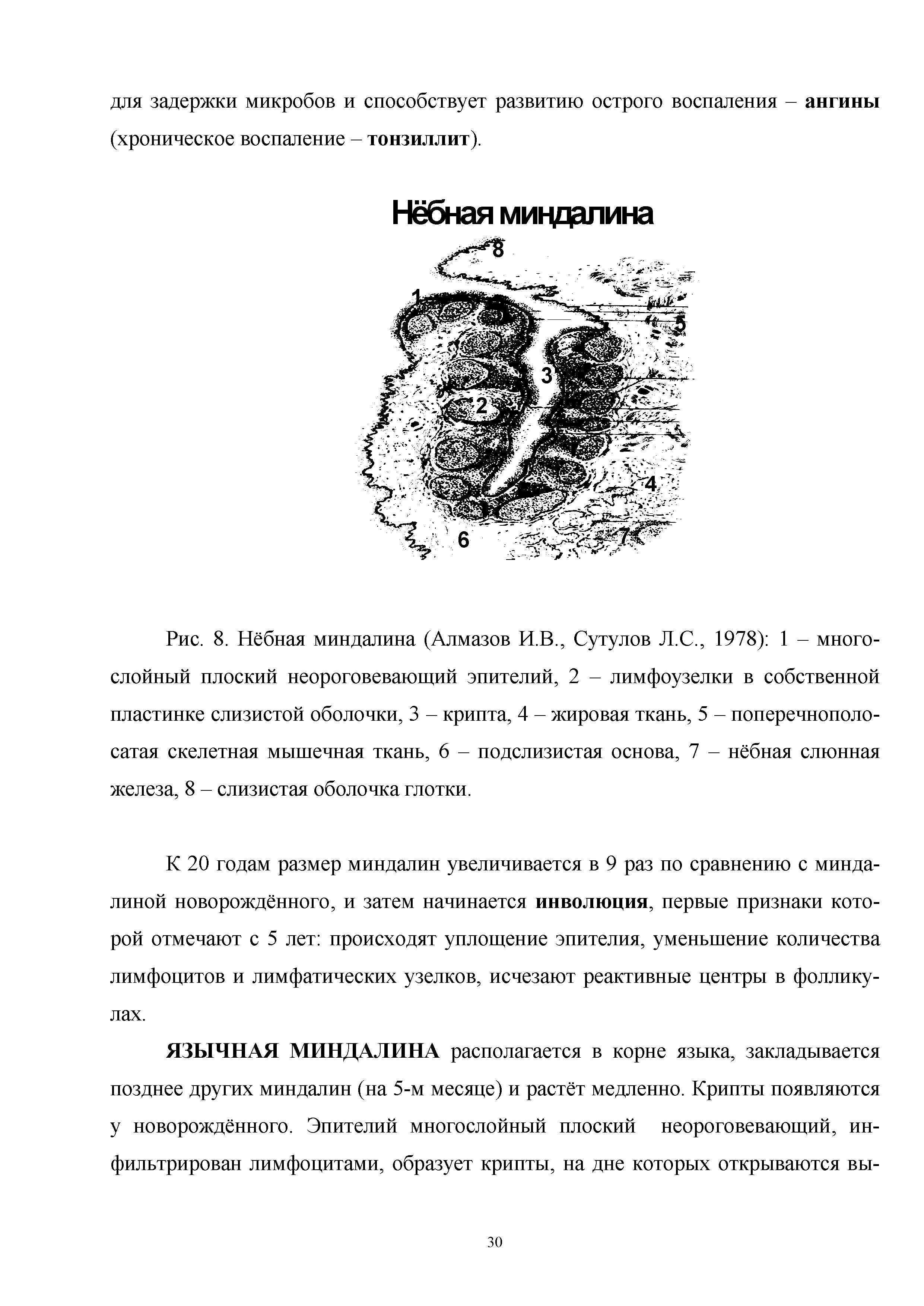 Рис. 8. Нёбная миндалина (Алмазов И.В., Сутулов Л.С., 1978) 1 - многослойный плоский неороговевающий эпителий, 2 - лимфоузелки в собственной пластинке слизистой оболочки, 3 - крипта, 4 - жировая ткань, 5 - поперечнополосатая скелетная мышечная ткань, 6 - подслизистая основа, 7 - нёбная слюнная железа, 8 - слизистая оболочка глотки.