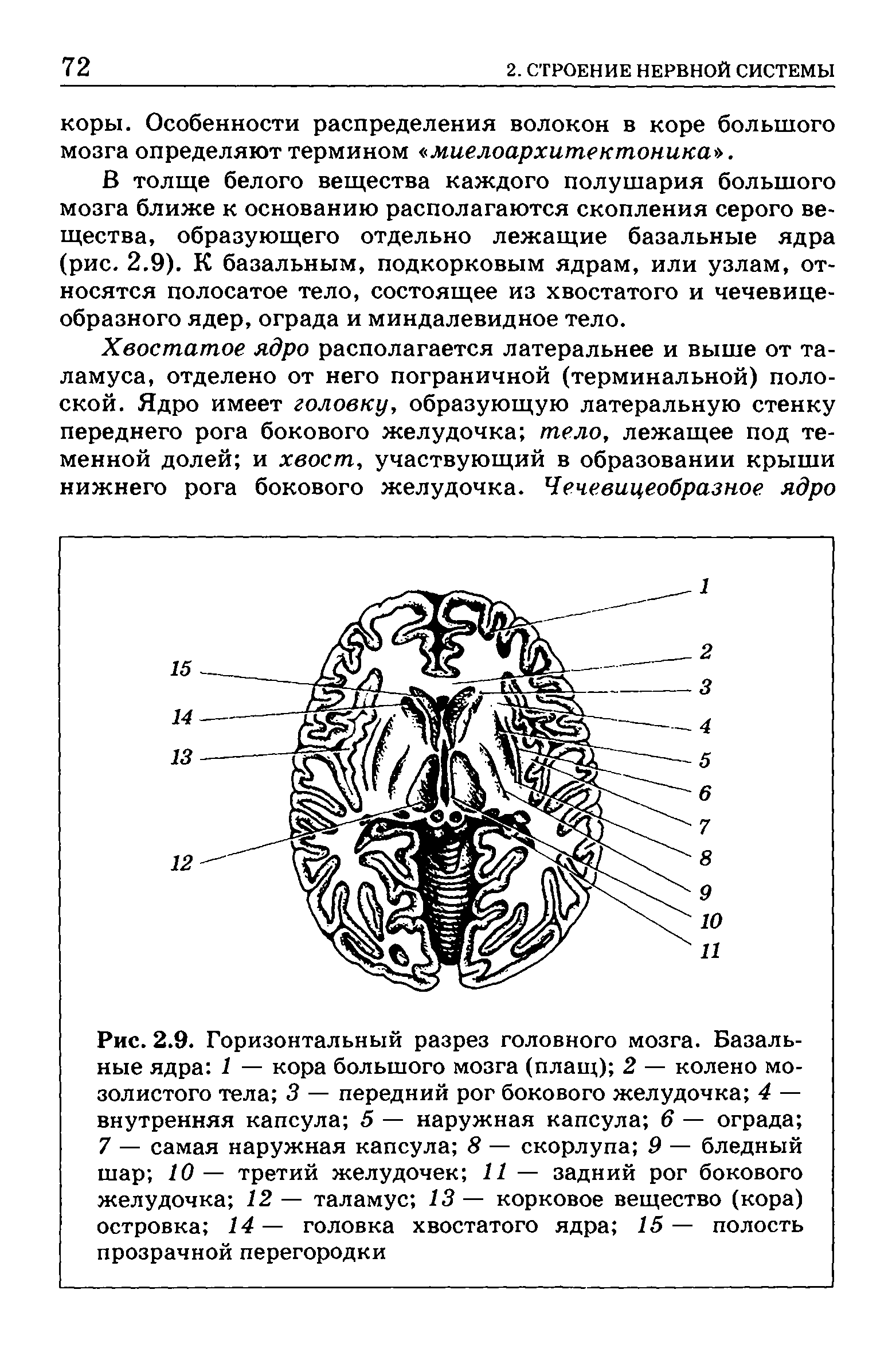 Рис. 2.9. Горизонтальный разрез головного мозга. Базальные ядра 1 — кора большого мозга (плащ) 2 — колено мозолистого тела 3 — передний рог бокового желудочка 4 — внутренняя капсула 5 — наружная капсула 6 — ограда 7 — самая наружная капсула 8 — скорлупа 9 — бледный шар 10— третий желудочек 11 — задний рог бокового желудочка 12 — таламус 13— корковое вещество (кора) островка 14 — головка хвостатого ядра 15 — полость прозрачной перегородки...