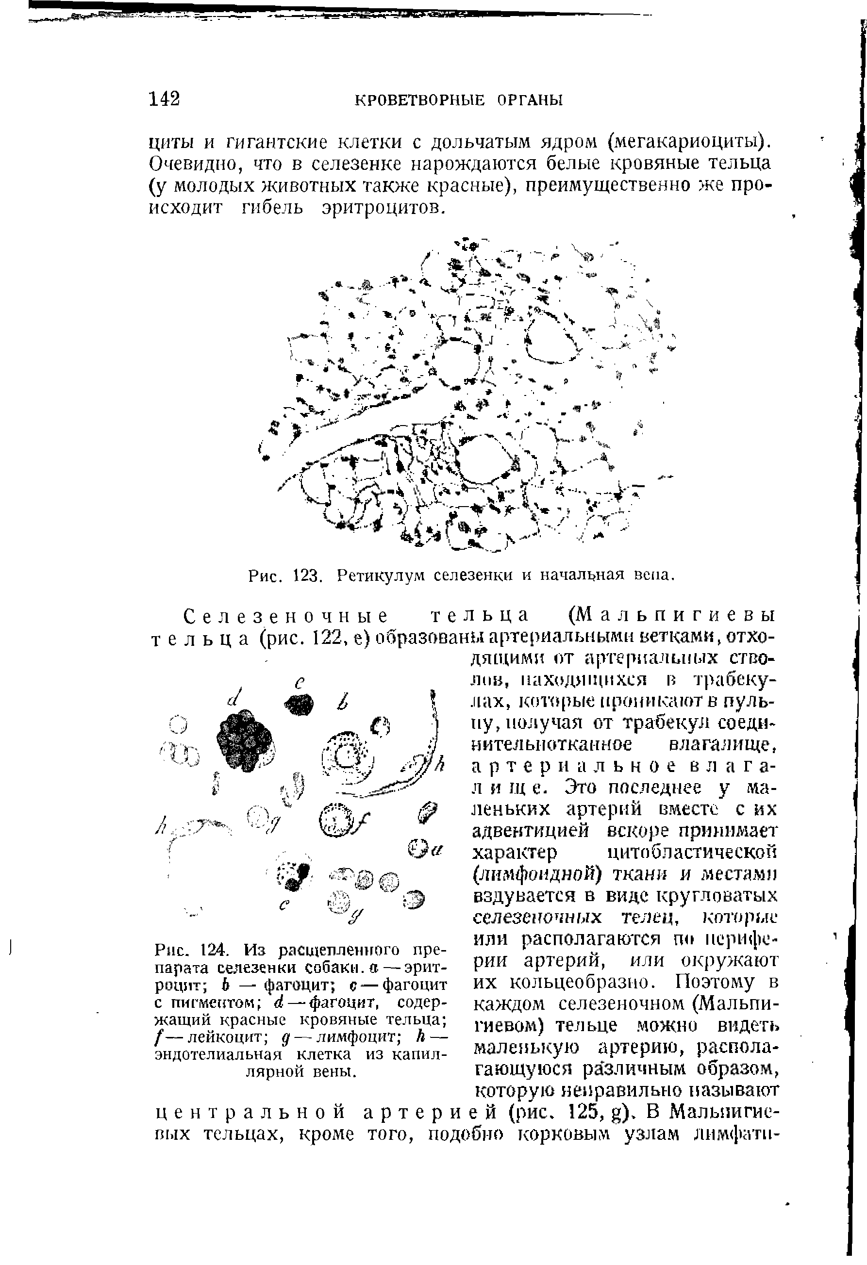 Рис. 124. Из расщепленного препарата селезенки собаки, а — эритроцит — фагоцит с — фагоцит с пигментом — фагоцит, содержащий красные кровяные тельца /—лейкоцит д— лимфоцит Л — эндотелиальная клетка из капиллярной вены.