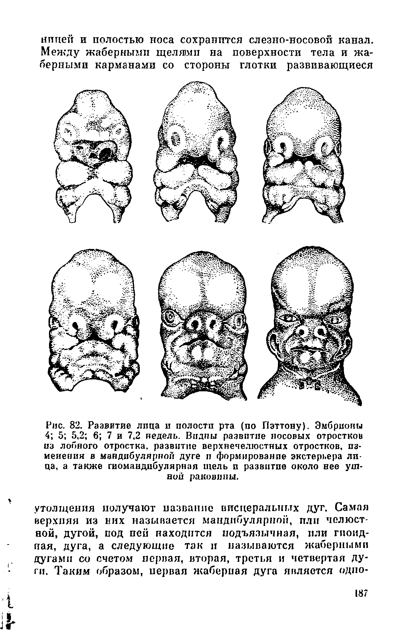 Рис. 82. Развитие лица и полости рта (по Пэттону). Эмбрионы 4 5 5,2 6 7 и 7,2 недель. Видны развитие носовых отростков из лобного отростка, развитие верхнечелюстных отростков, изменения в мандибулярной дуге п формирование экстерьера лица, а также гиомандибулярная щель и развитие около нее ушной раковины.