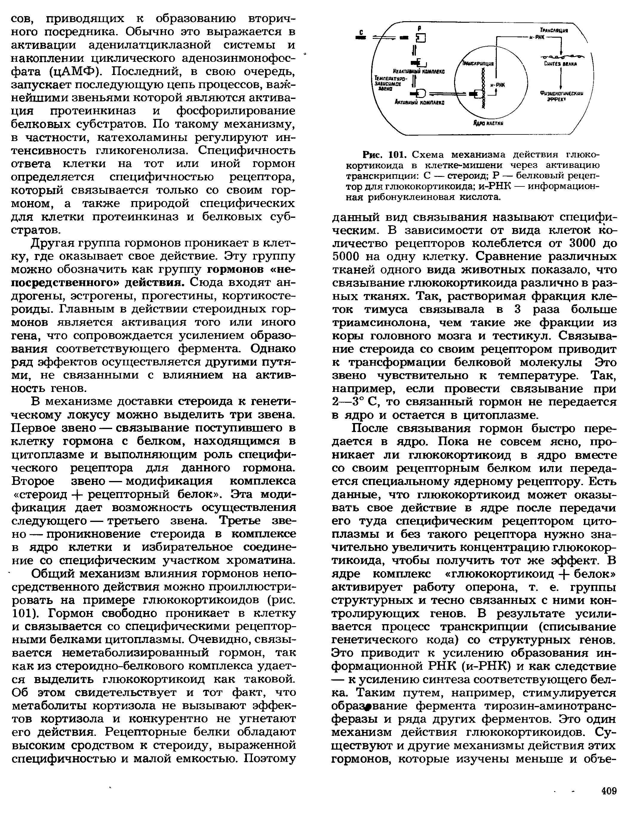 Рис. 101. Схема механизма действия глюкокортикоида в клетке-мишени через активацию транскрипции С — стероид Р — белковый рецептор для глюкокортикоида и-РНК — информационная рибонуклеиновая кислота.