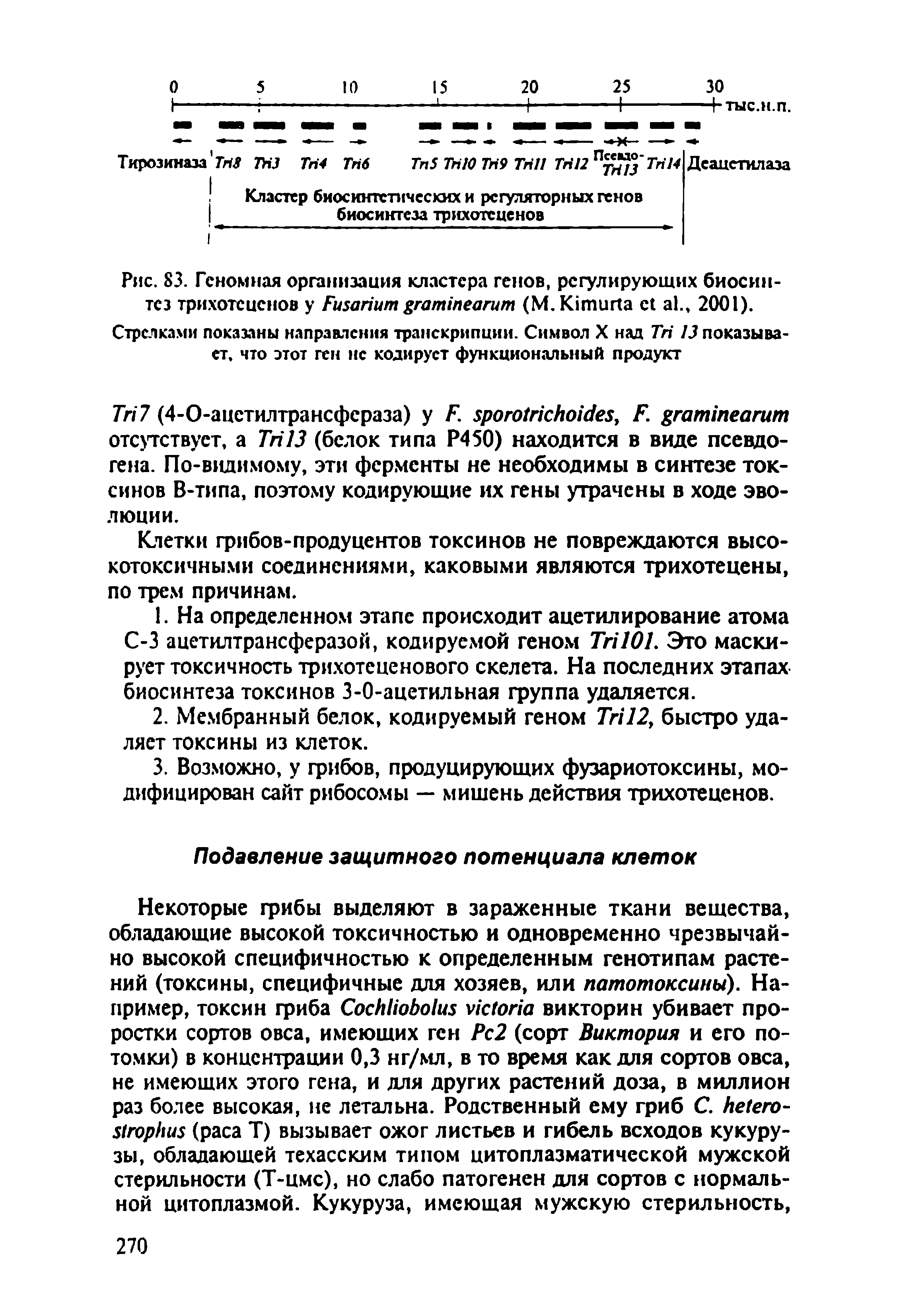 Рис. 83. Геномная организация кластера генов, регулирующих биосинтез трихотеценов у F (M.K ., 2001).