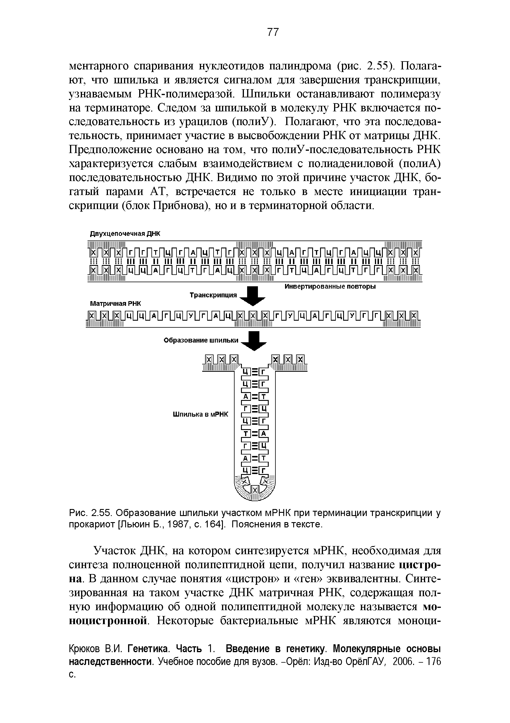 Рис. 2.55. Образование шпильки участком мРНК при терминации транскрипции у прокариот [Льюин Б., 1987, с. 164]. Пояснения в тексте.
