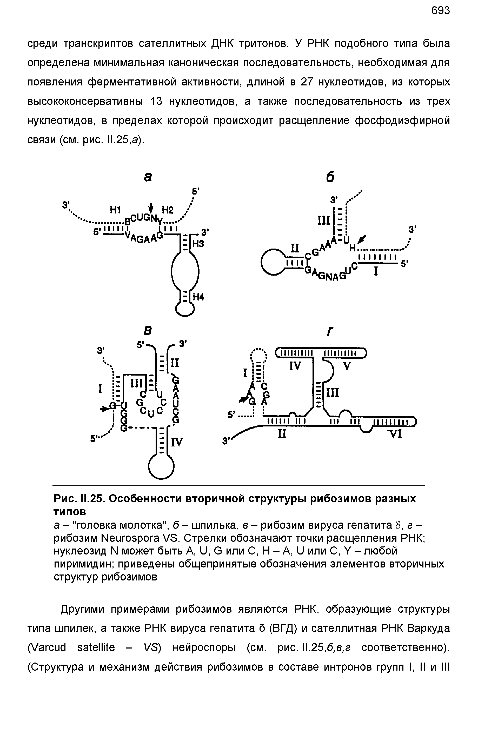 Рис. II.25. Особенности вторичной структуры рибозимов разных типов...