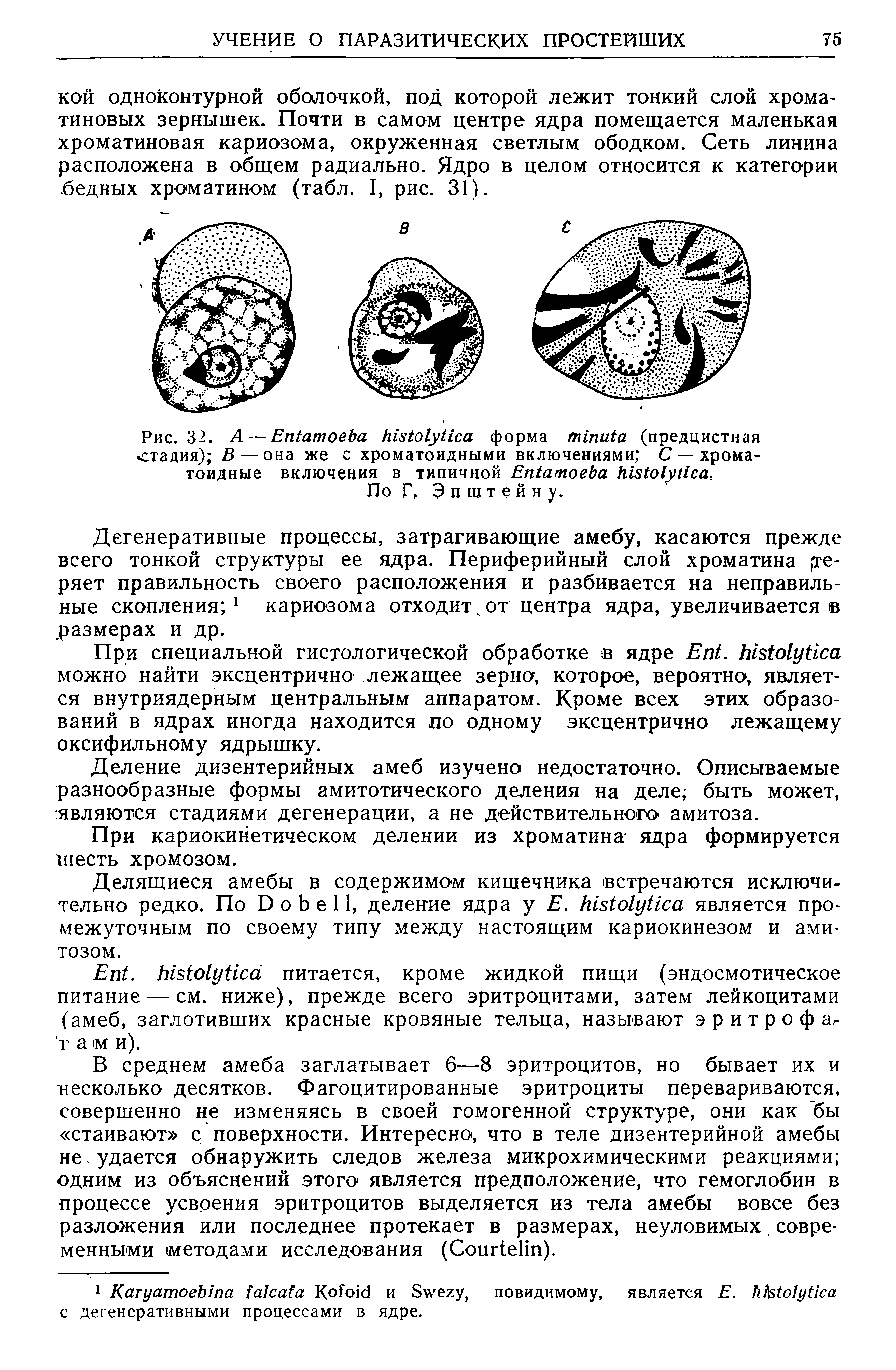 Рис. 32. А — E форма (предцистная стадия) В — она же с хроматоидными включениями С — хрома-тоидные включения в типичной E . По Г, Эпштейн у.