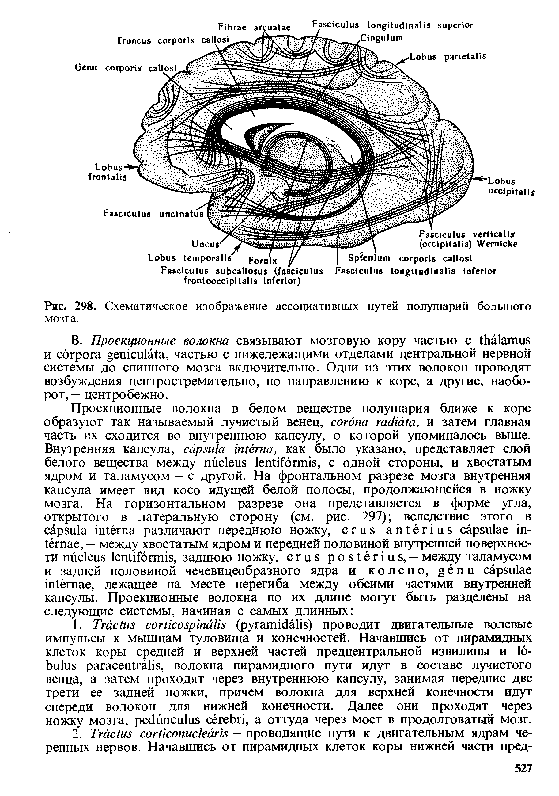 Рис. 298. Схематическое изображение ассоциативных путей полушарий большого мозга.