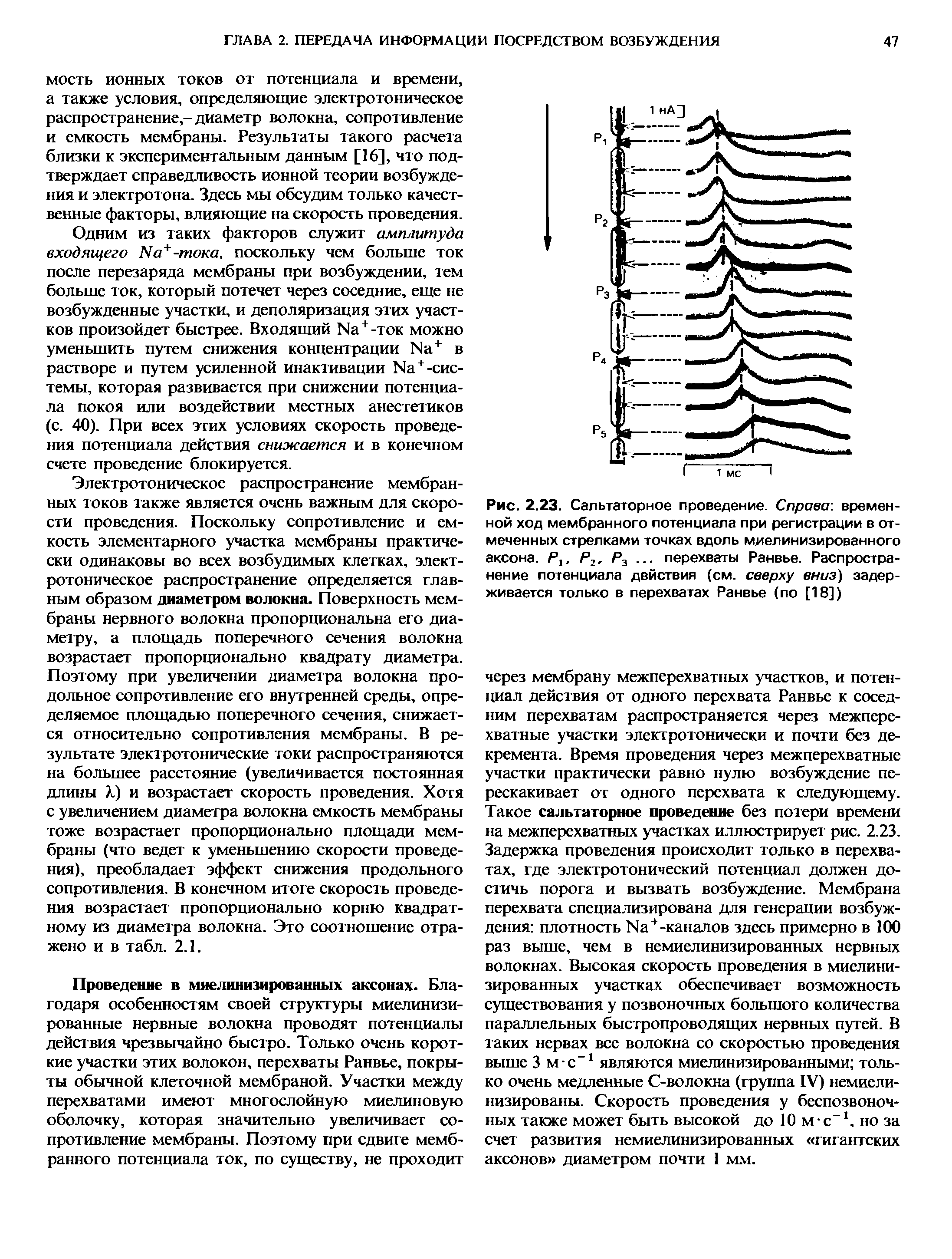 Рис. 2.23. Сальтаторное проведение. Справа, временной ход мембранного потенциала при регистрации в отмеченных стрелками точках вдоль миелинизированного аксона. Р1, Р2, Р3. .. перехваты Ранвье. Распространение потенциала действия (см. сверху вниз) задерживается только в перехватах Ранвье (по [18])...