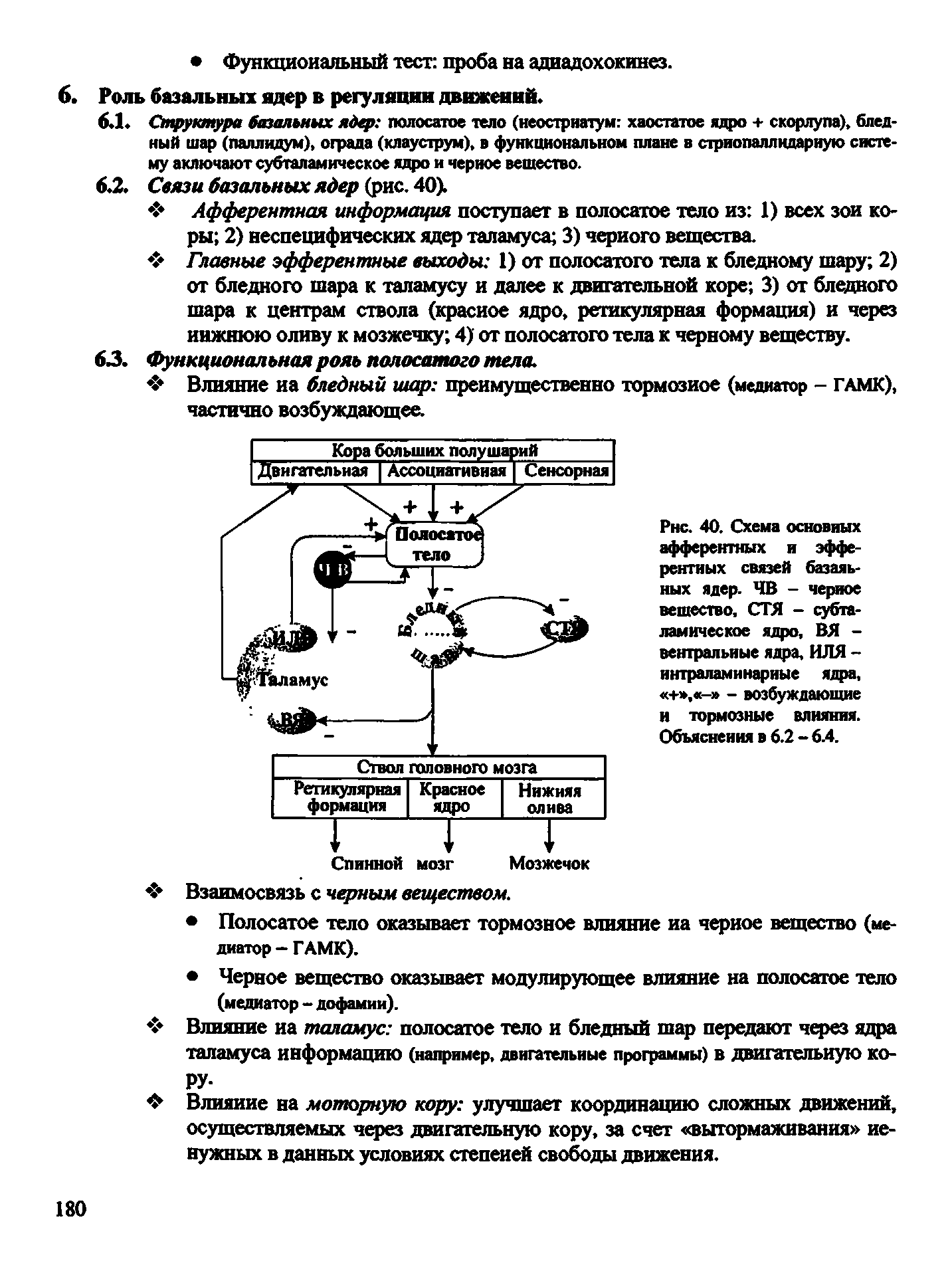 Рис. 40. Схема основных афферентных и эфферентных связей базальных ядер. ЧВ - черное вещество, СТЯ - субталамическое ядро, ВЯ -вентральные ядра, ИЛЯ -интраламинарные ядра, + , - - возбуждающие и тормозные влияния. Объяснения в 6.2 - 6.4.