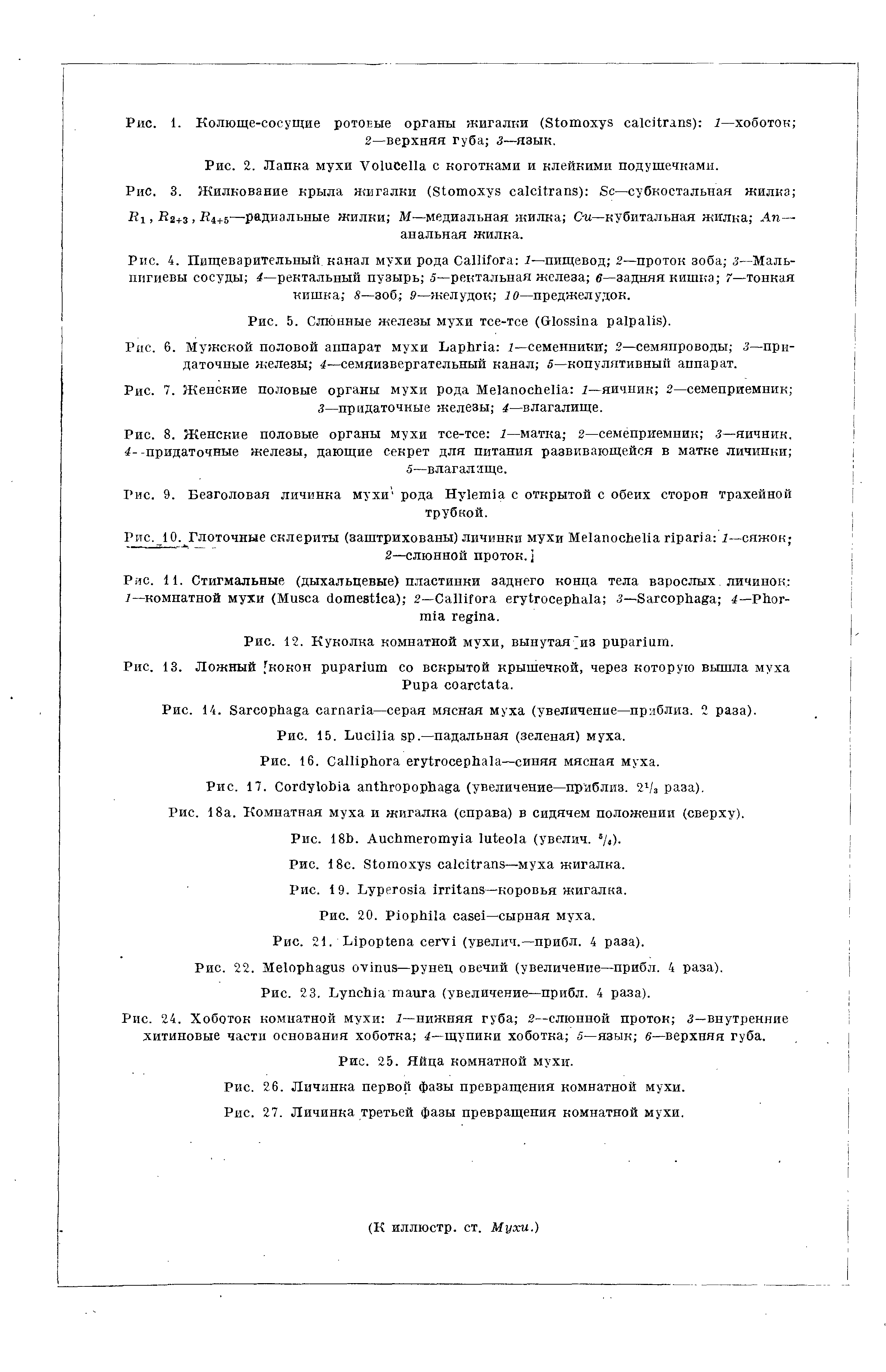 Рис. 6. Мужской половой аппарат мухи L 1—семенники 2—семяпроводы 3—придаточные железы 4—семяизвергательный канал 5—копулятивный аппарат.