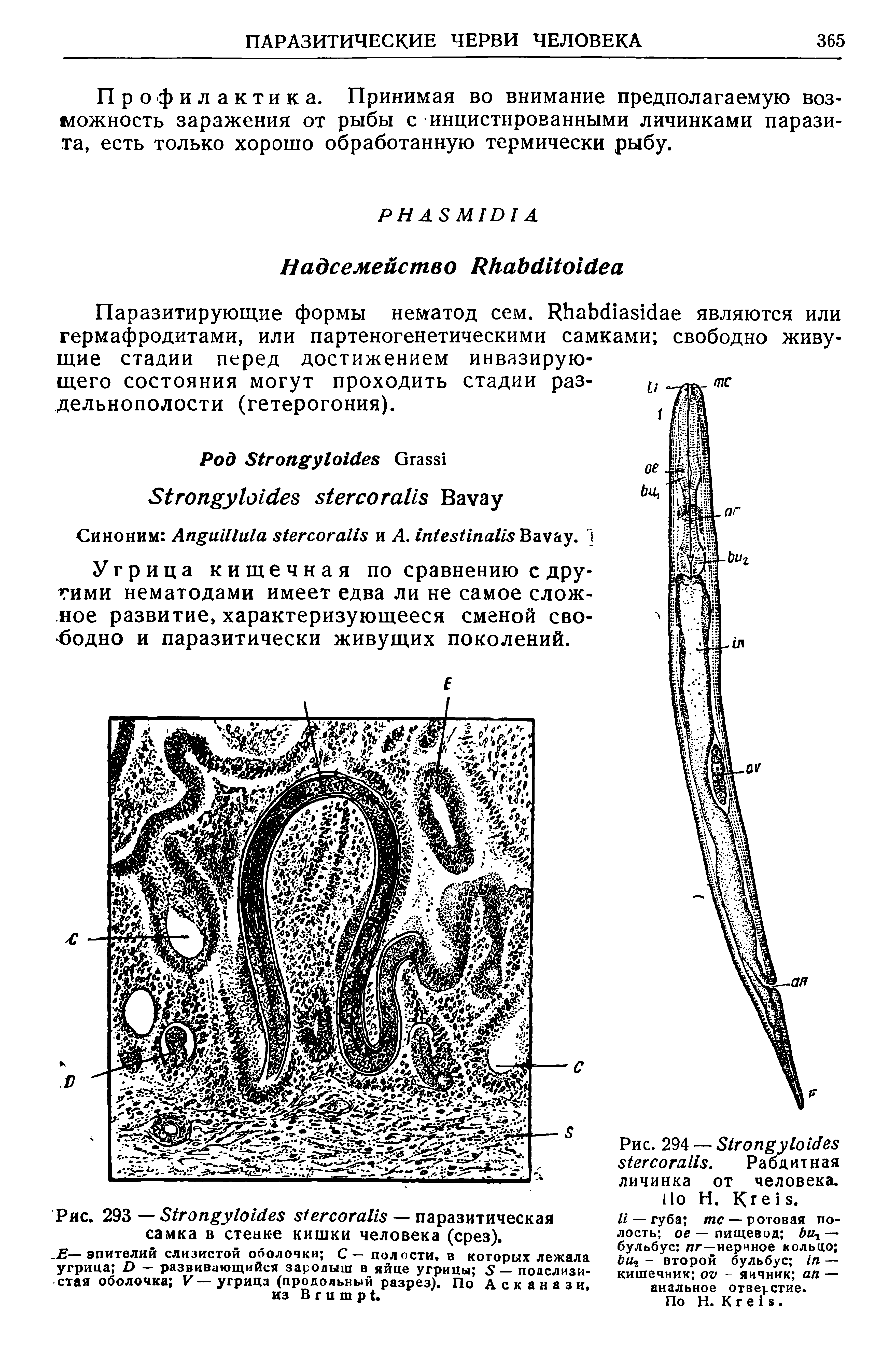 Рис. 294 — S . Рабдит ная личинка от человека. Но Н. K .