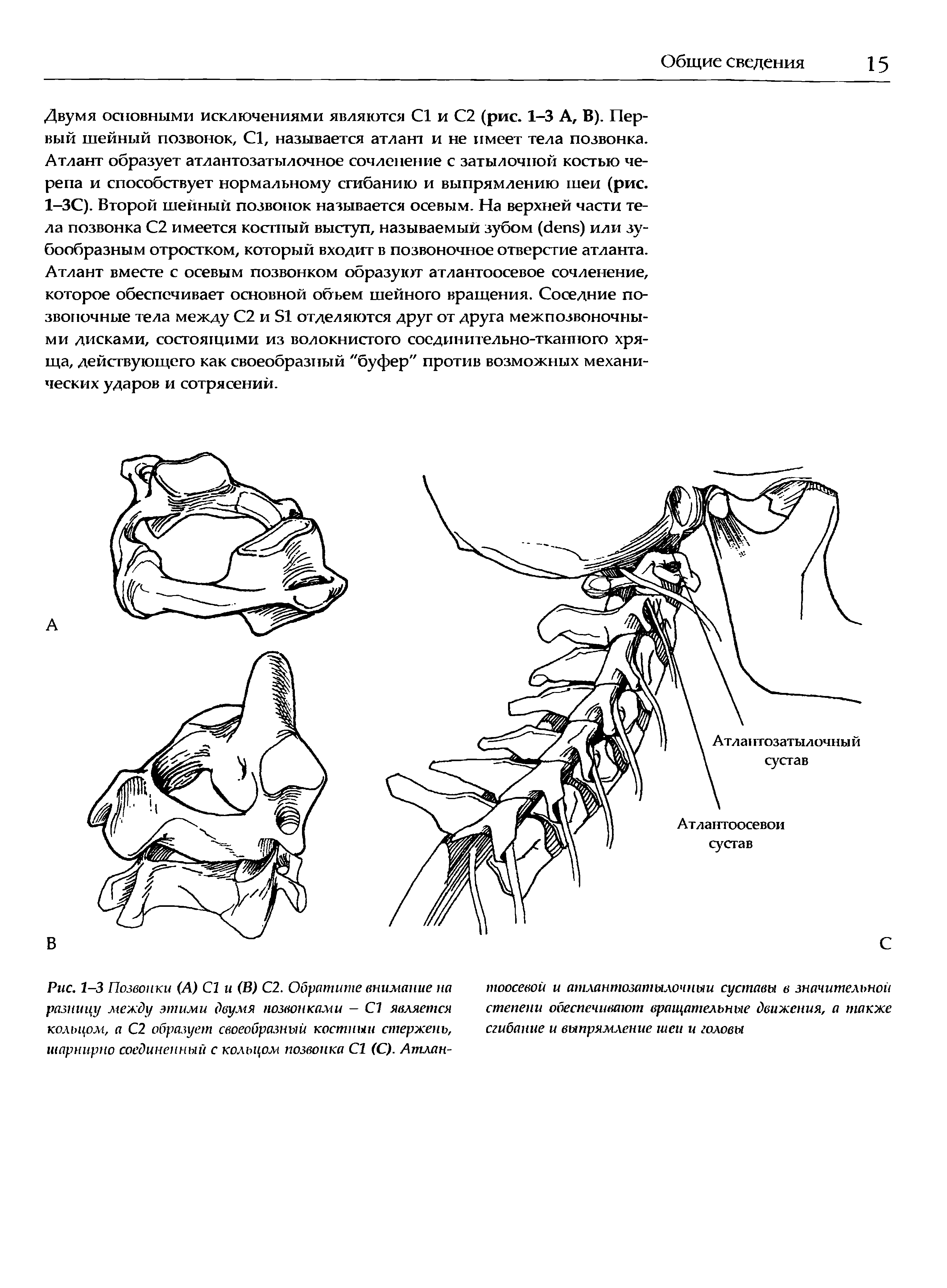 Рис. 1—3 Позвонки (А) С1 и (В) С2. Обратите внимание на разницу между этими двумя позвонками — С1 является кольцом, а С2 образует своеобразный костный стержень, шарнирно соединенный с кольцом позвонка С1 (С). Атлан-...