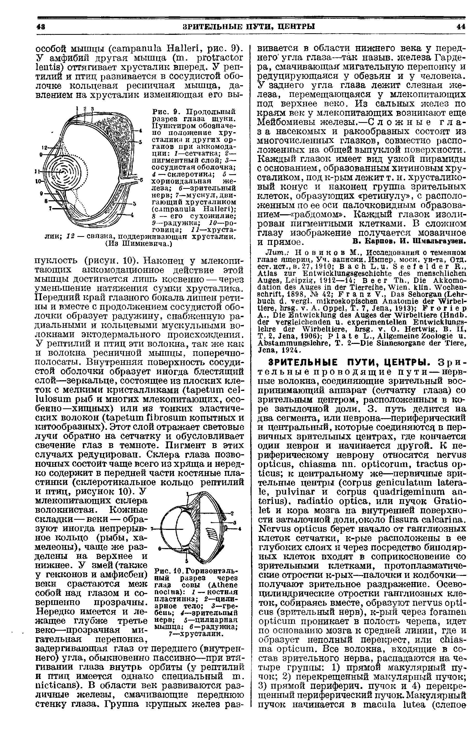 Рис. 10. Горизонтальный разрез через глаз совы (A ) 1— костная пластинка 2—цилиарное тело 3—гребень —зрительный нерв 5—цилиарная мышца в—радужка ...