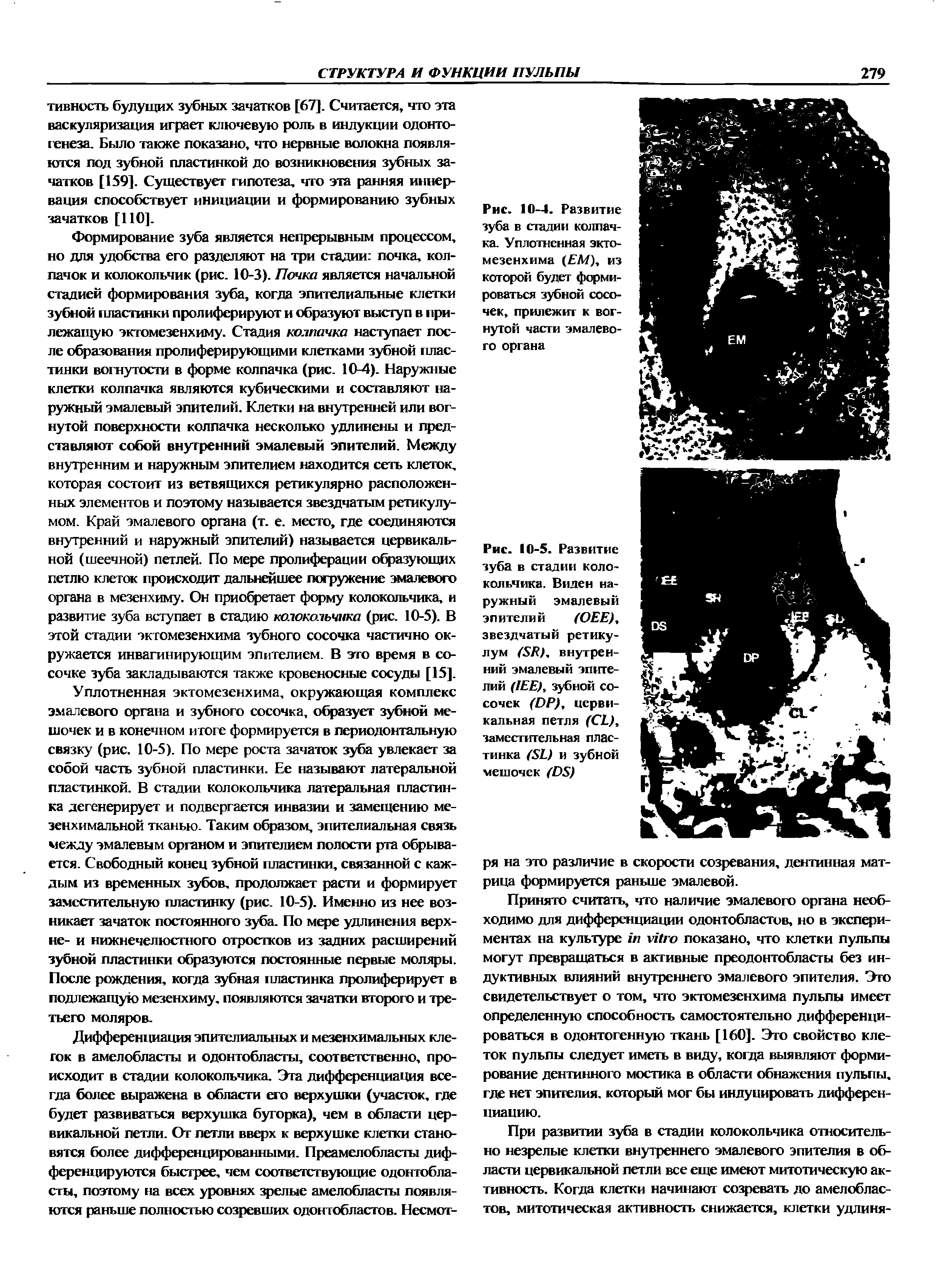 Рис. 10-5. Развитие зуба в стадии колокольчика. Виден наружный эмалевый эпителий (ОЕЕ), звездчатый ретикулум ЗЯ), внутренний эмалевый эпителий (1ЕЕ), зубной сосочек (ИР), цервикальная петля (СЬ), заместительная пластинка 31) и зубной мешочек 03)...