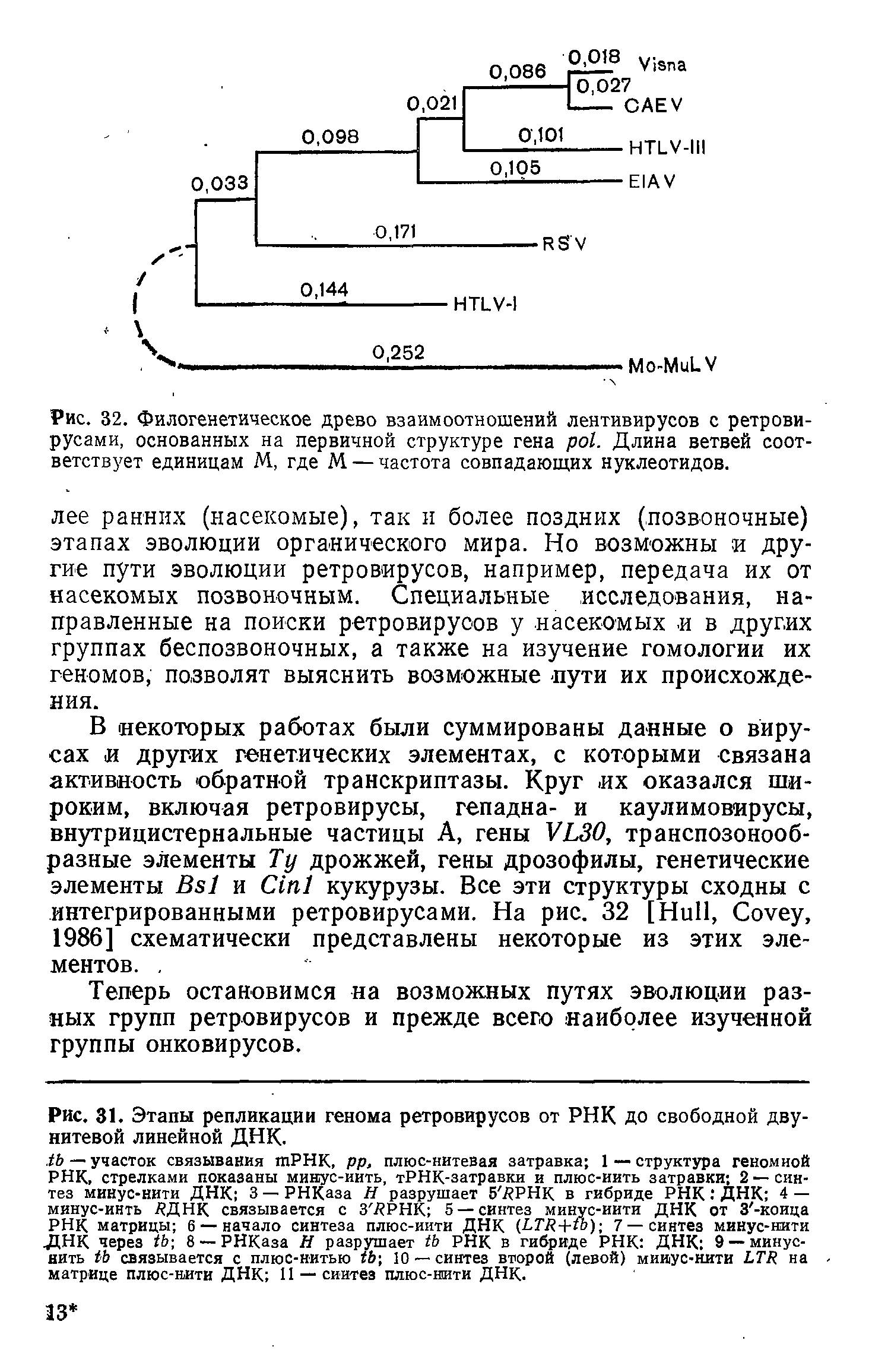 Рис. 32. Филогенетическое древо взаимоотношений лентивирусов с ретровирусами, основанных на первичной структуре гена . Длина ветвей соответствует единицам М, где М — частота совпадающих нуклеотидов.