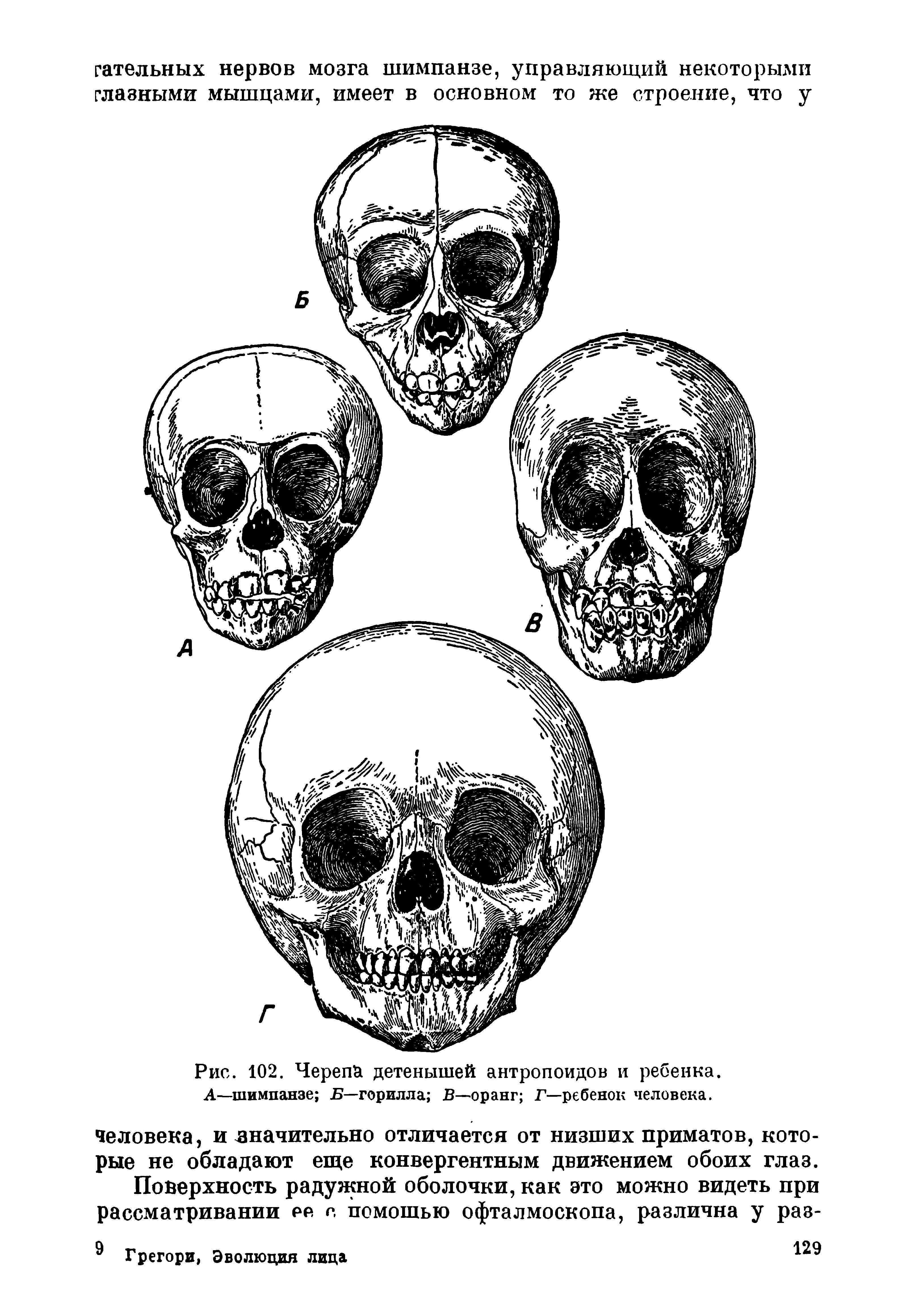 Рис. 102. Черепа детенышей антропоидов и ребенка. А—шимпанзе Б—горилла В—оранг Г—ребенок человека.