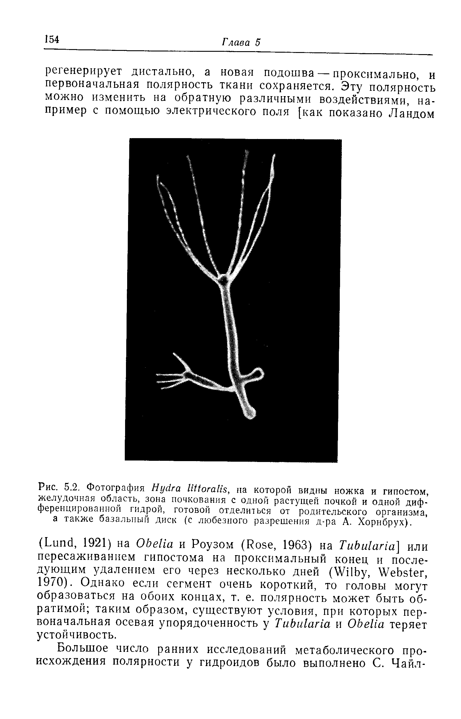 Рис. 5.2. Фотография H , на которой видны ножка и гипостом, желудочная область, зона почкования с одной растущей почкой и одной дифференцированной гидрой, готовой отделиться от родительского организма, а также базальный диск (с любезного разрешения д-ра А. Хорнбрух).