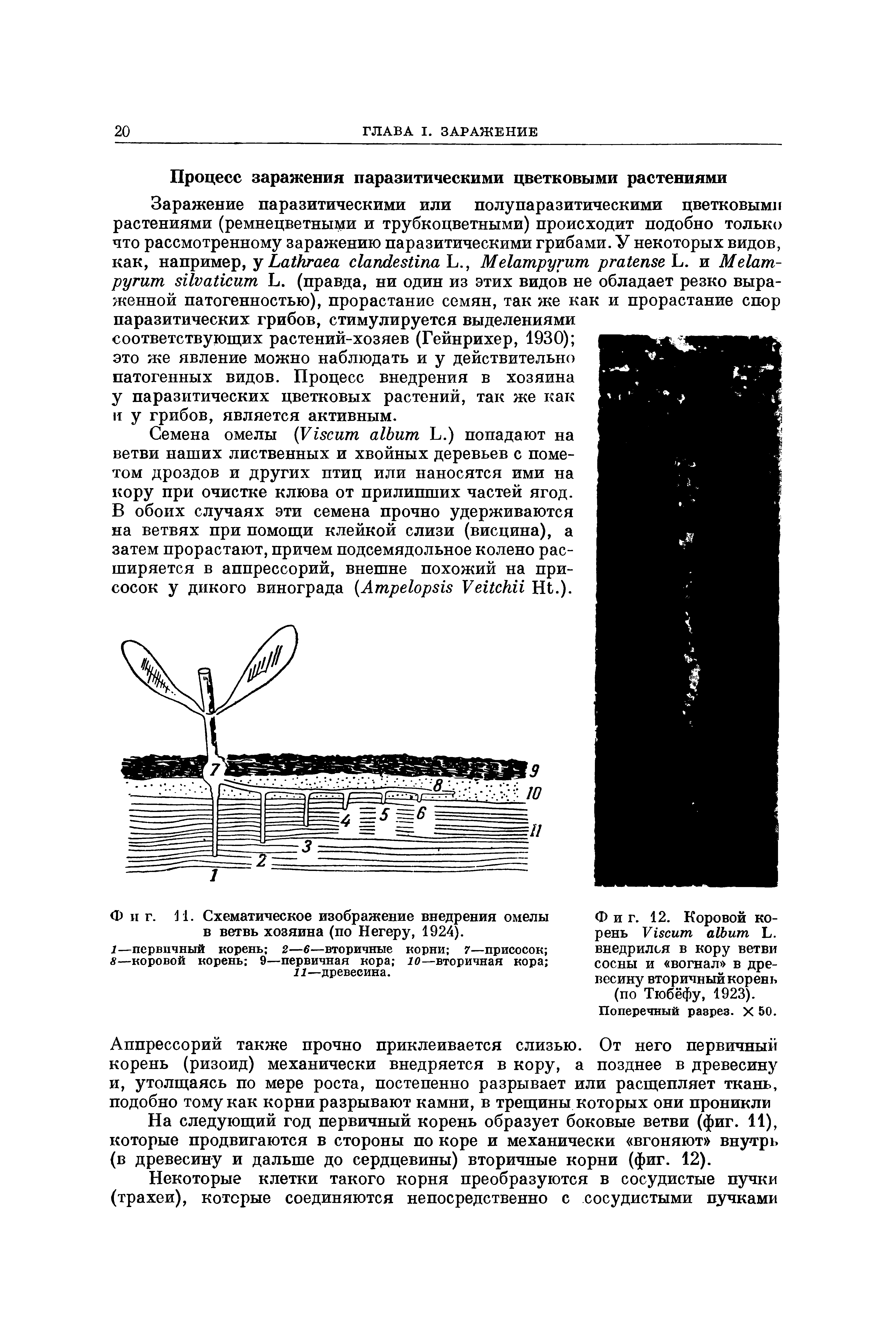 Фиг. 12. Коровой корень V L. внедрился в кору ветви сосны и вогнал в древесину вторичный корень (по Тюбёфу, 1923).