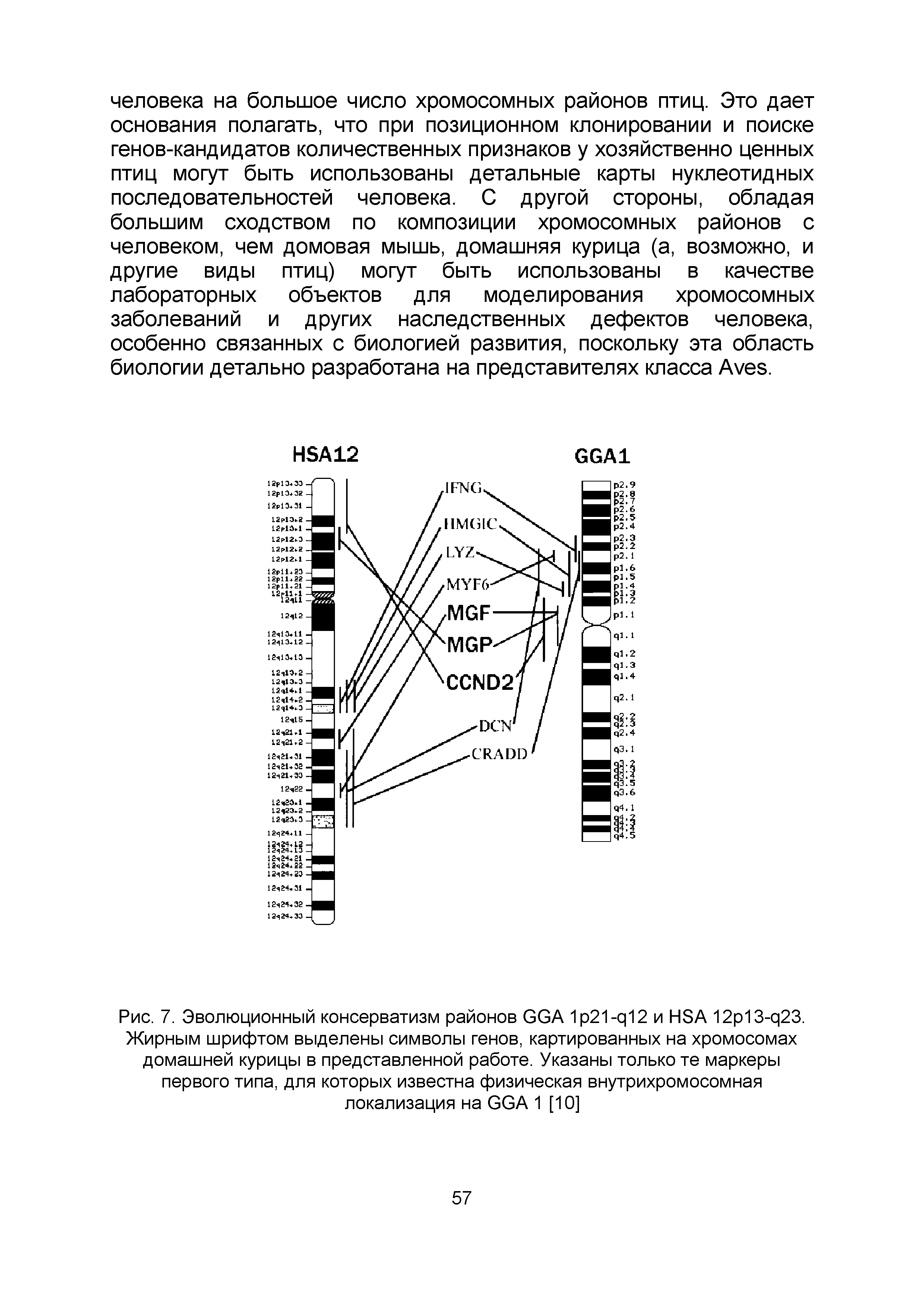 Рис. 7. Эволюционный консерватизм районов GGA 1 21 - 12 и HSA 12 13- 23. Жирным шрифтом выделены символы генов, картированных на хромосомах домашней курицы в представленной работе. Указаны только те маркеры первого типа, для которых известна физическая внутрихромосомная локализация на GGA 1 [10]...