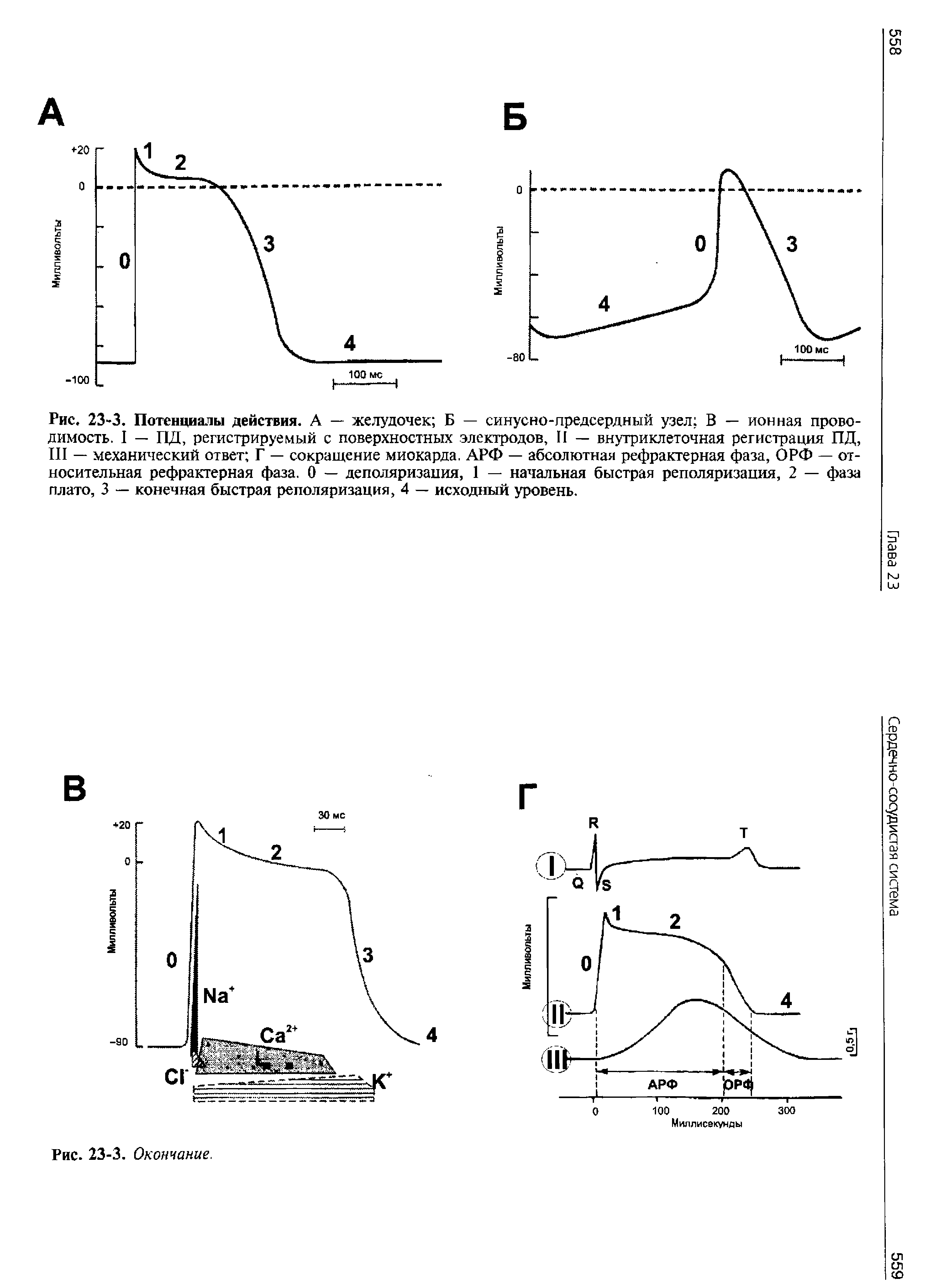 Рис. 23-3. Потенциалы действия. А — желудочек Б — синусно-предсердный узел В — ионная проводимость. I — ПД, регистрируемый с поверхностных электродов, II — внутриклеточная регистрация ПД, III — механический ответ Г — сокращение миокарда. АРФ — абсолютная рефрактерная фаза, ОРФ — относительная рефрактерная фаза. О — деполяризация, 1 — начальная быстрая реполяризания, 2 — фаза плато, 3 — конечная быстрая реполяризация, 4 — исходный уровень.