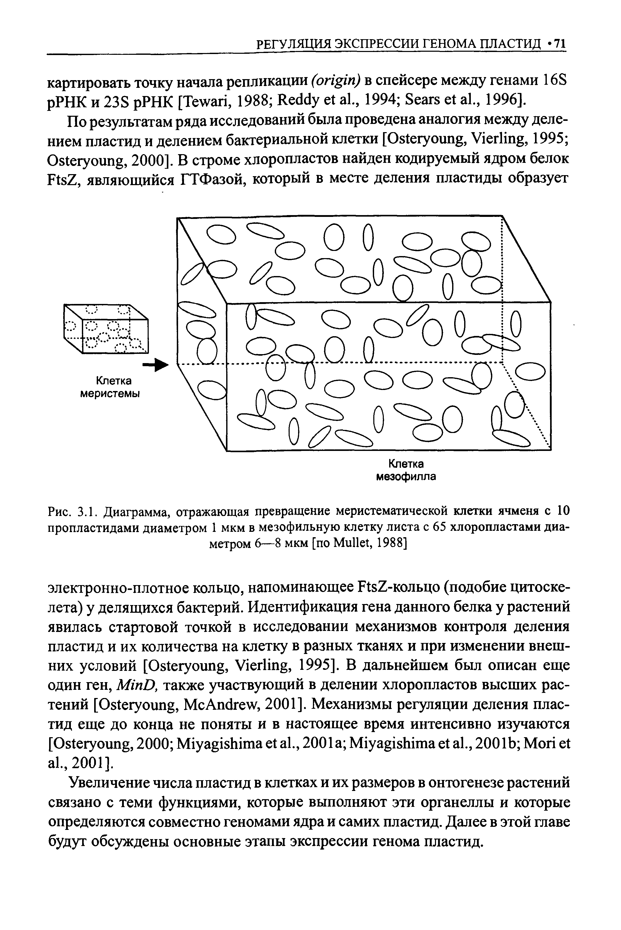 Рис. 3.1. Диаграмма, отражающая превращение меристематической клетки ячменя с 10 пропластидами диаметром 1 мкм в мезофильную клетку листа с 65 хлоропластами диаметром 6—8 мкм [по M , 1988]...