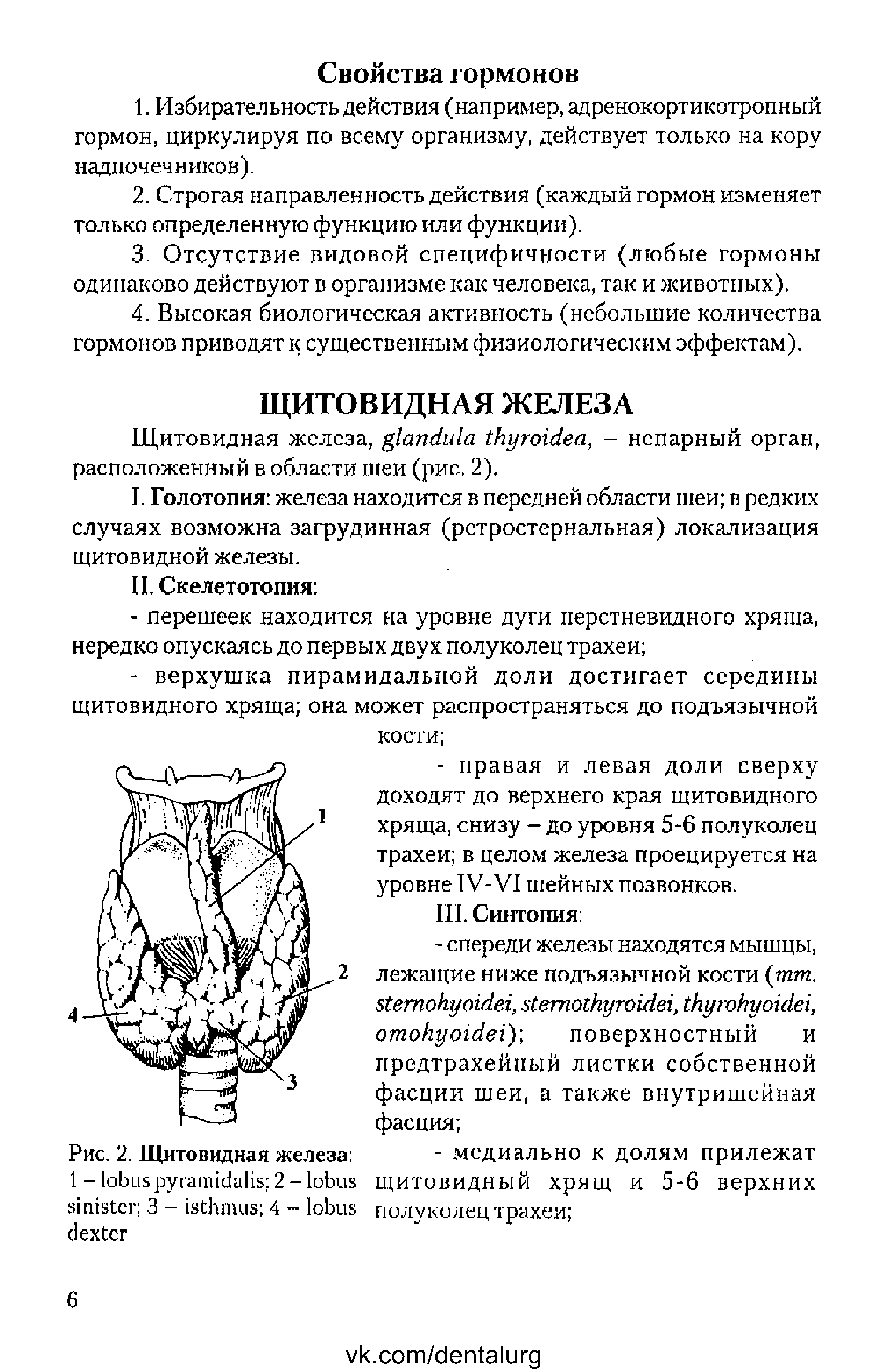 Рис. 2. Щитовидная железа 1 - 2 - 3 - 4 - ...