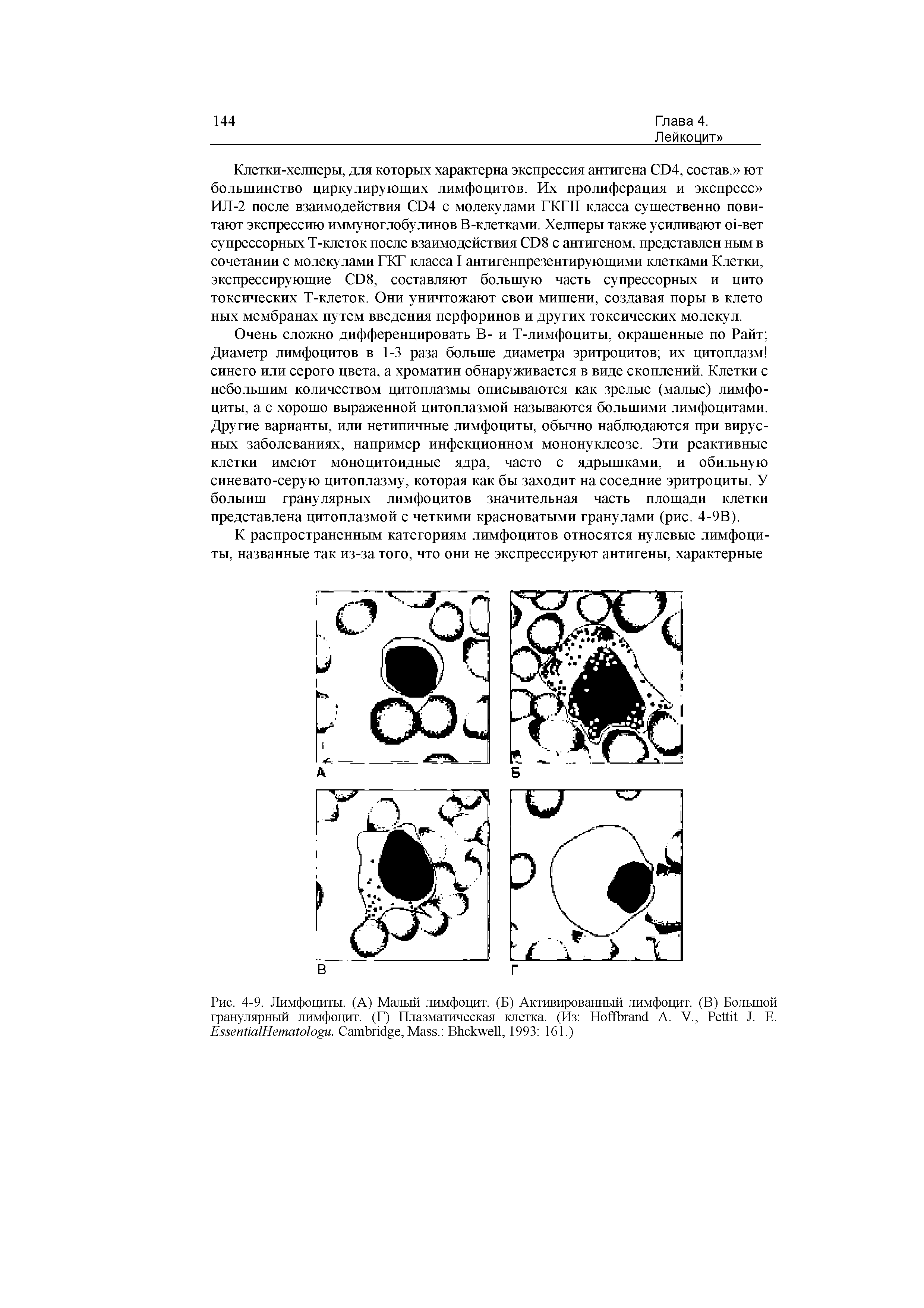 Рис. 4-9. Лимфоциты. (А) Малый лимфоцит. (Б) Активированный лимфоцит. (В) Большой гранулярный лимфоцит. (Г) Плазматическая клетка. (Из H А. V., P J. Е. E H . C , M . B , 1993 161.)...