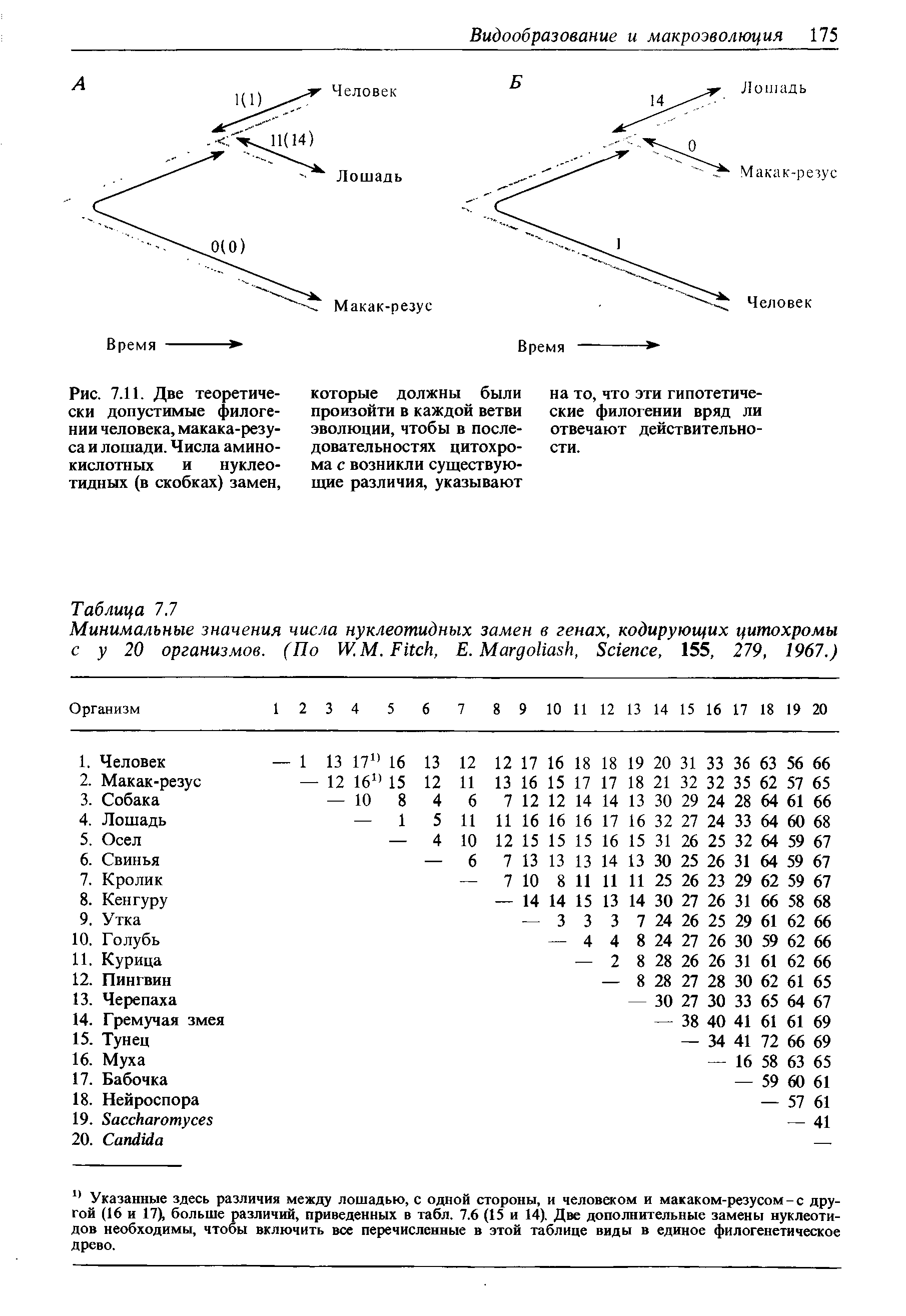 Рис. 7.11. Две теоретически допустимые филогении человека, макака-резуса и лошади. Числа аминокислотных и нуклеотидных (в скобках) замен,...