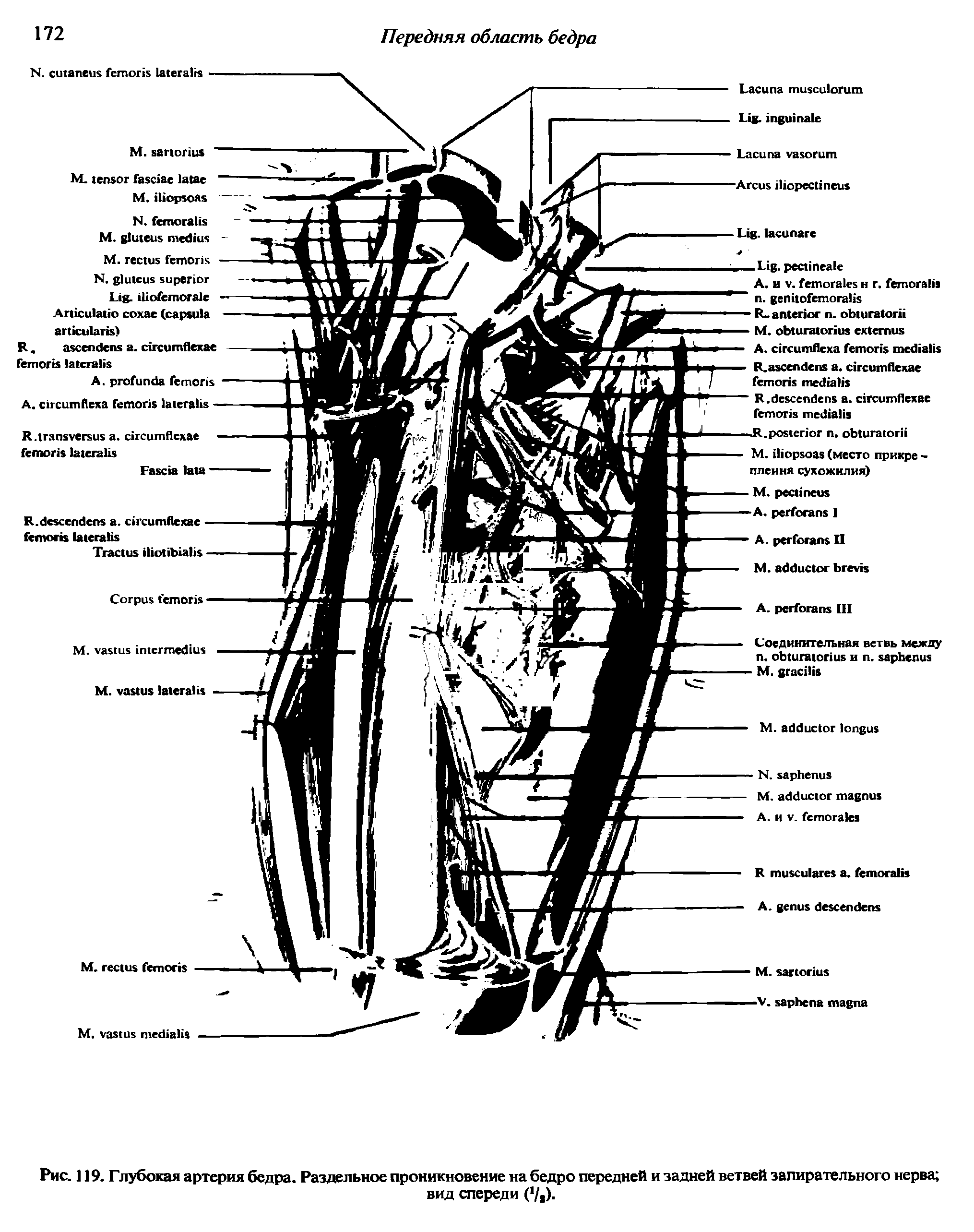 Рис. 119. Глубокая артерия бедра. Раздельное проникновение на бедро передней и задней ветвей запирательного нерва вид спереди ( /,).
