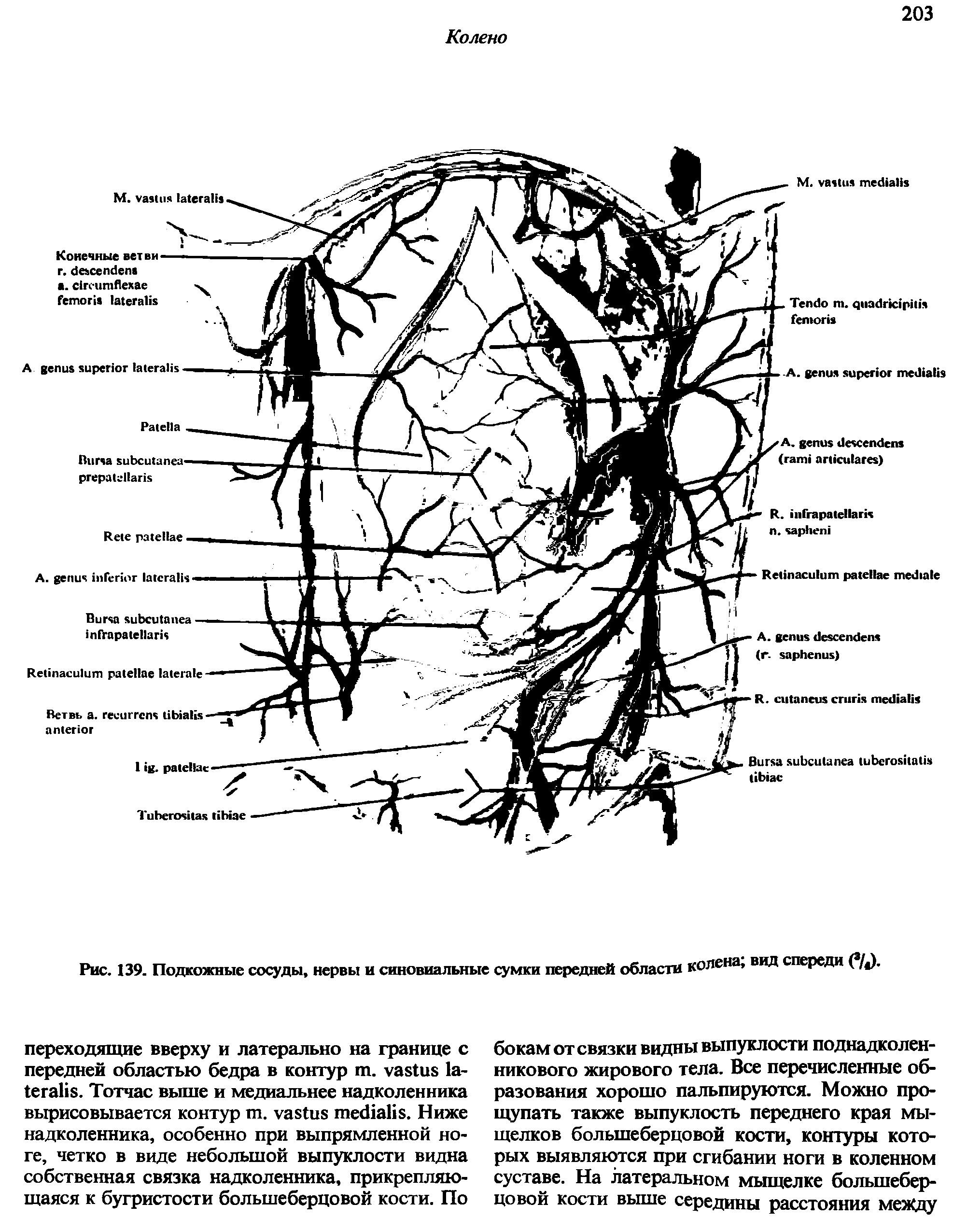 Рис. 139. Подкожные сосуды, нервы и синовиальные сумки передней области колена вид спереди (%),...