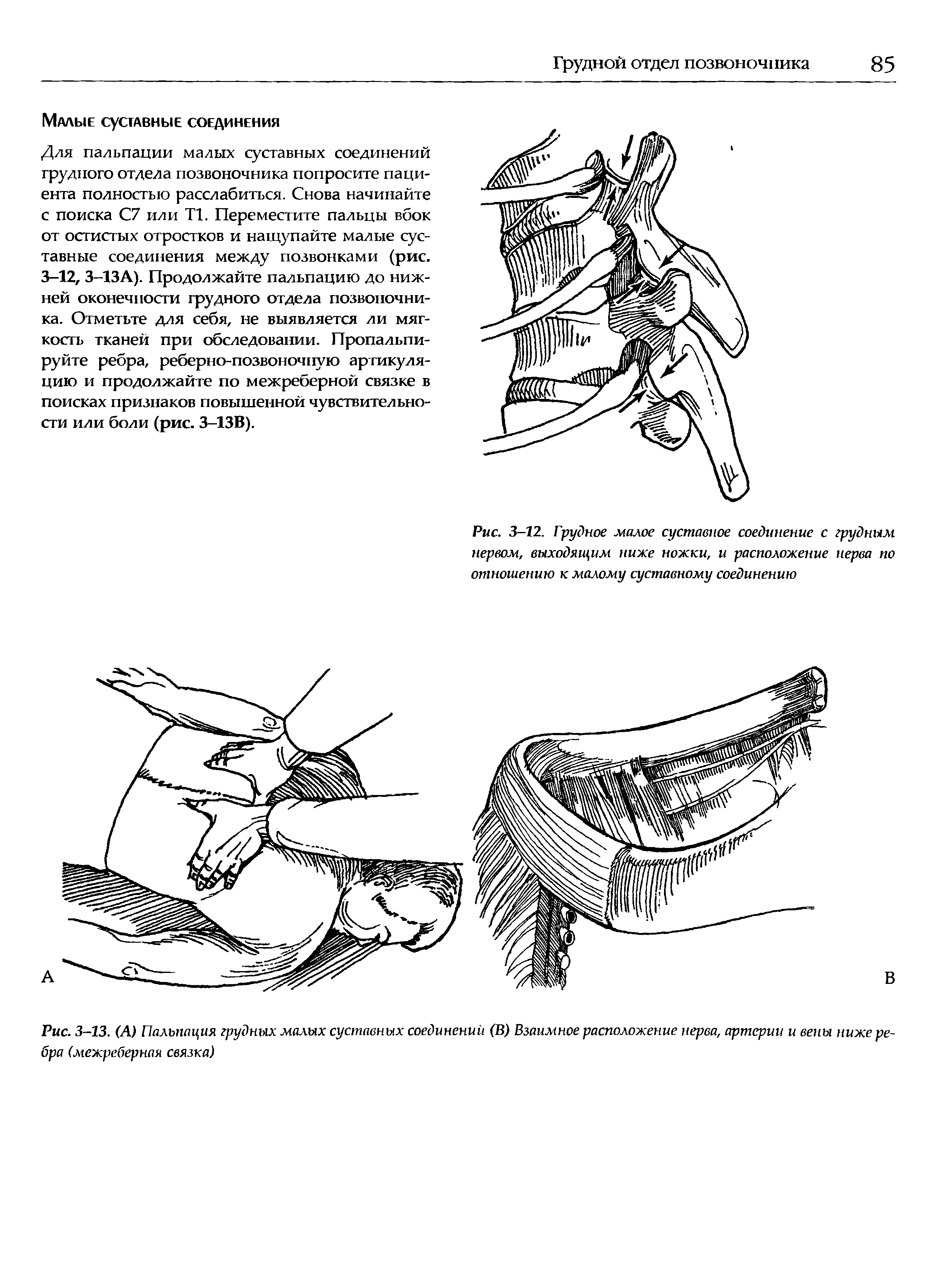 Рис. 3-13. (А) Пальпация грудных малых суставных соединений (В) Взаимное расположение нерва, артерии и вены ниже ребра (межреберная связка)...